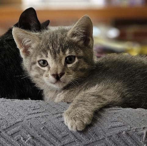 Enlarge Sutton, an adopted Domestic Short Hair in Lafayette, LA image 2/5