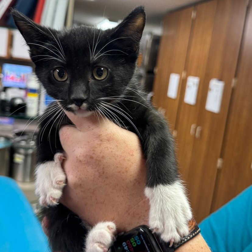 Hawthorne, an adoptable Domestic Short Hair in Dickinson, ND, 58601 | Photo Image 1