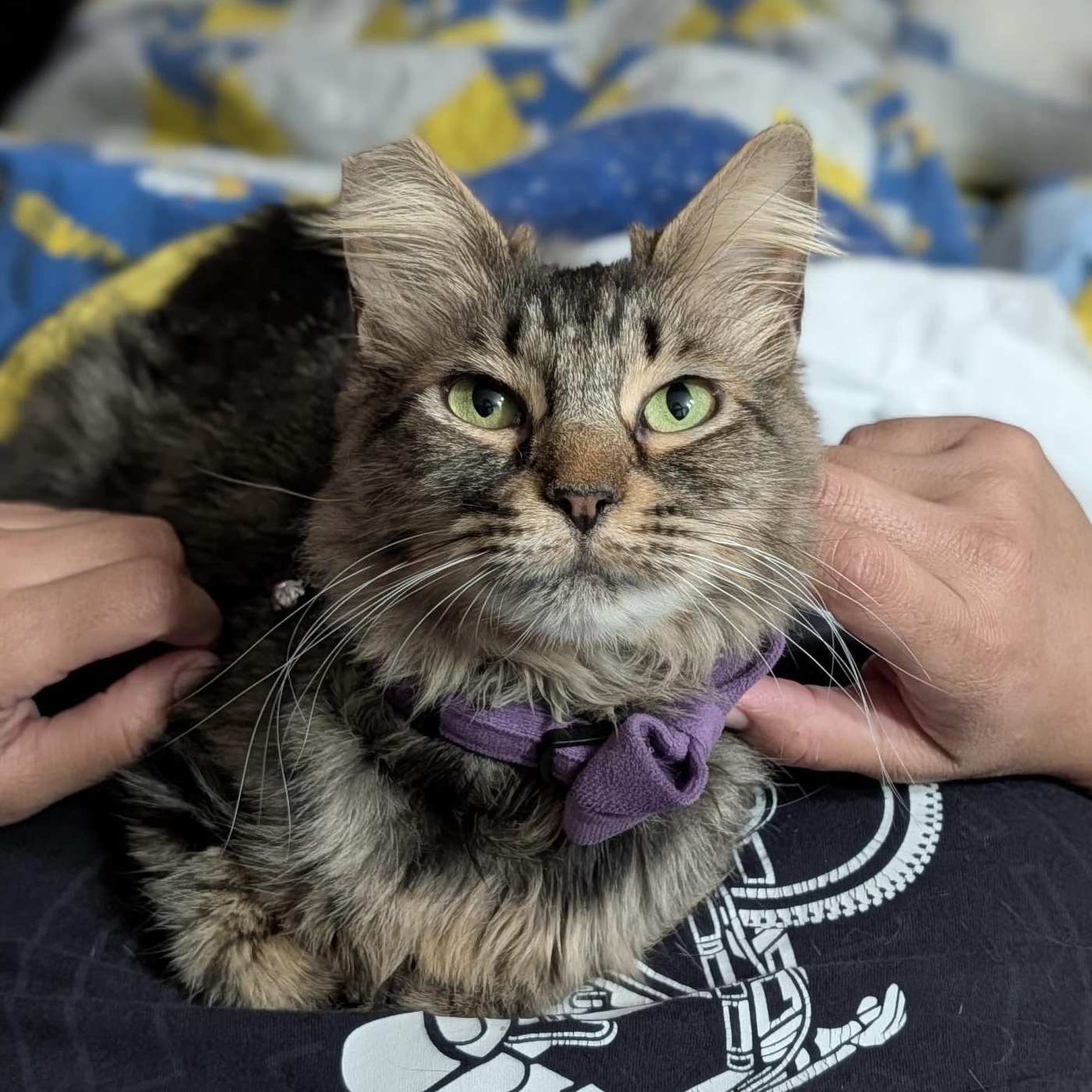 Enlarge Boba, an adopted Domestic Medium Hair in Orange, CA image 1/5