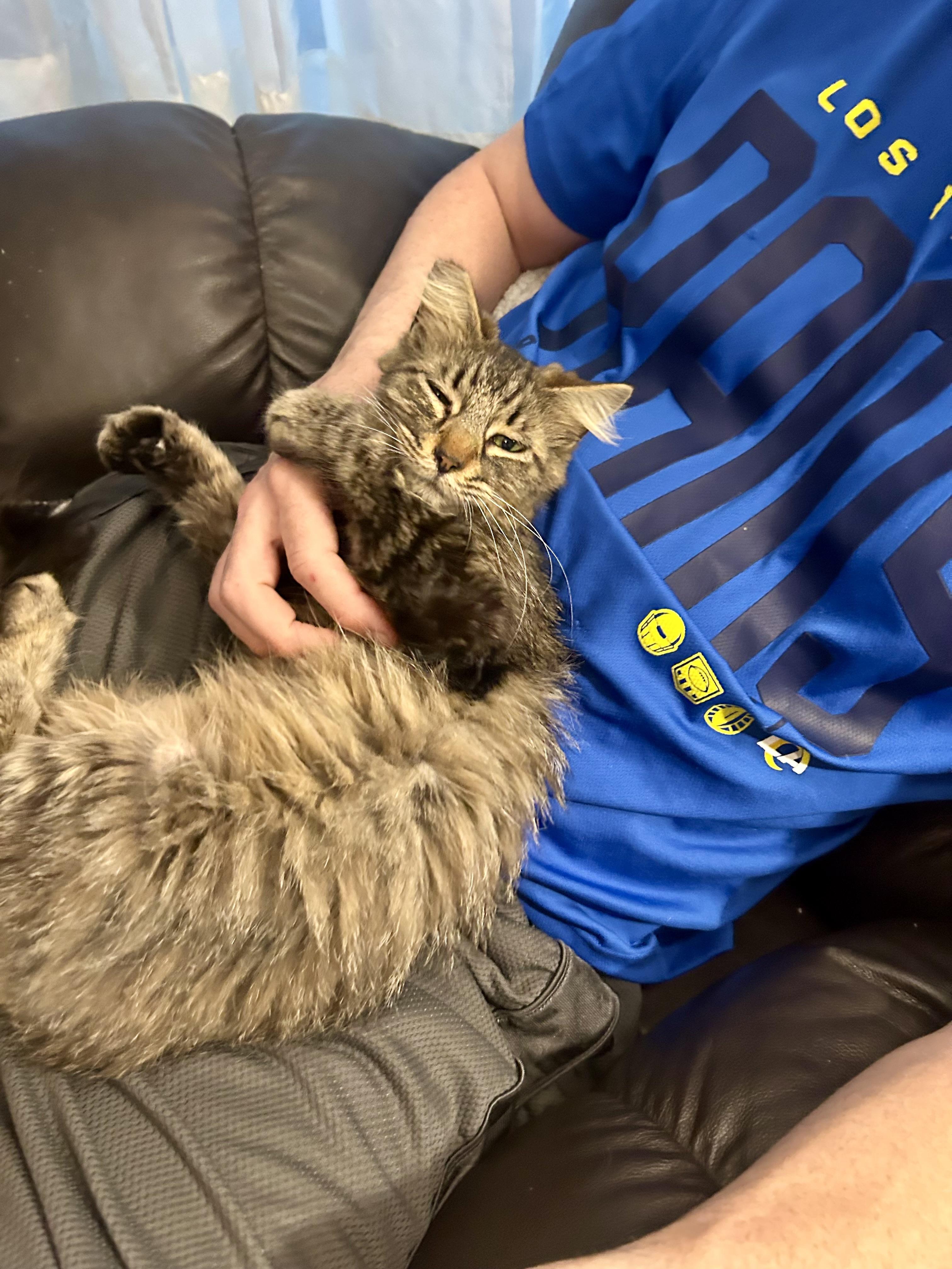 Enlarge Boba, an adopted Domestic Medium Hair in Orange, CA image 3/5