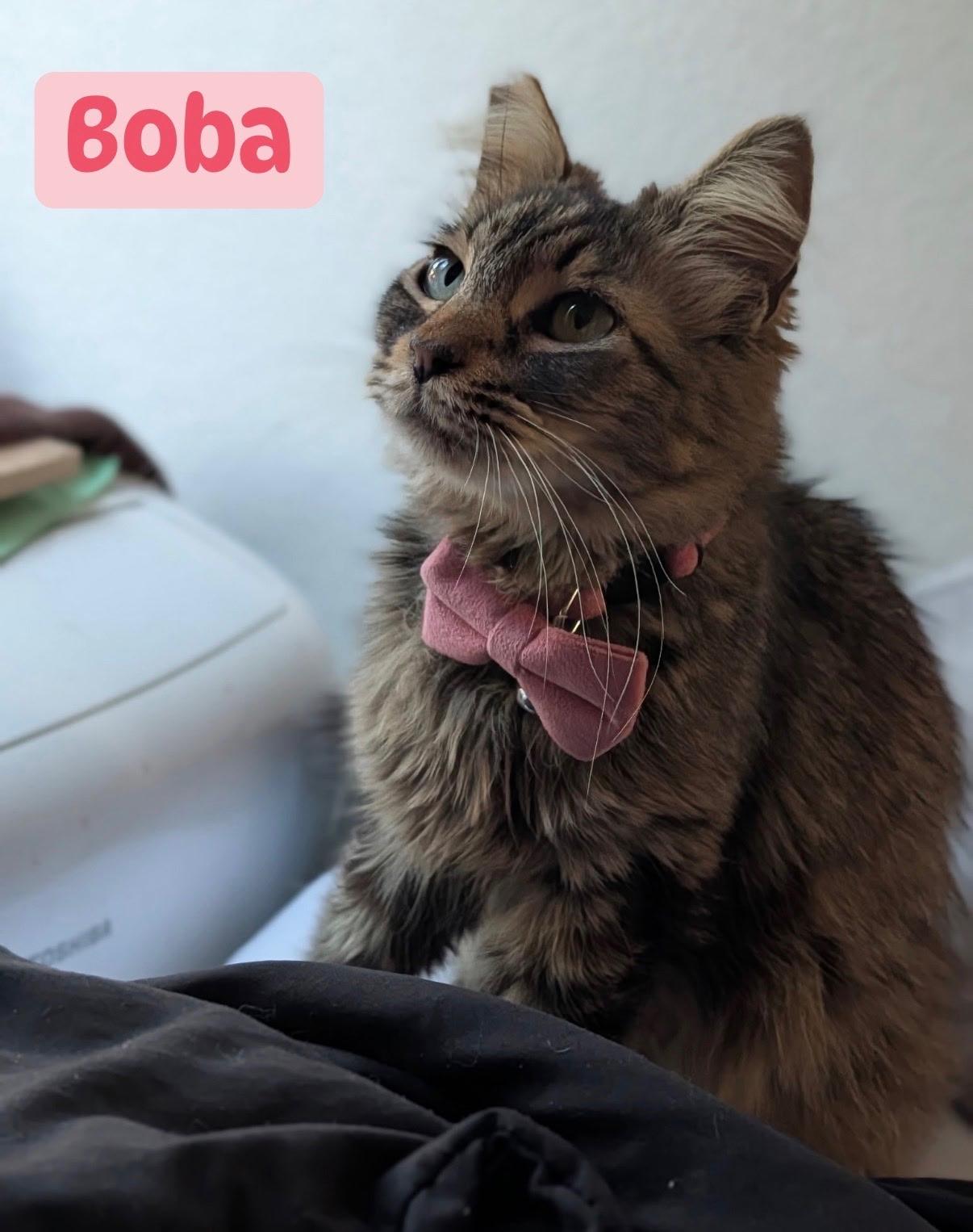 Enlarge Boba, an adopted Domestic Medium Hair in Orange, CA image 2/5