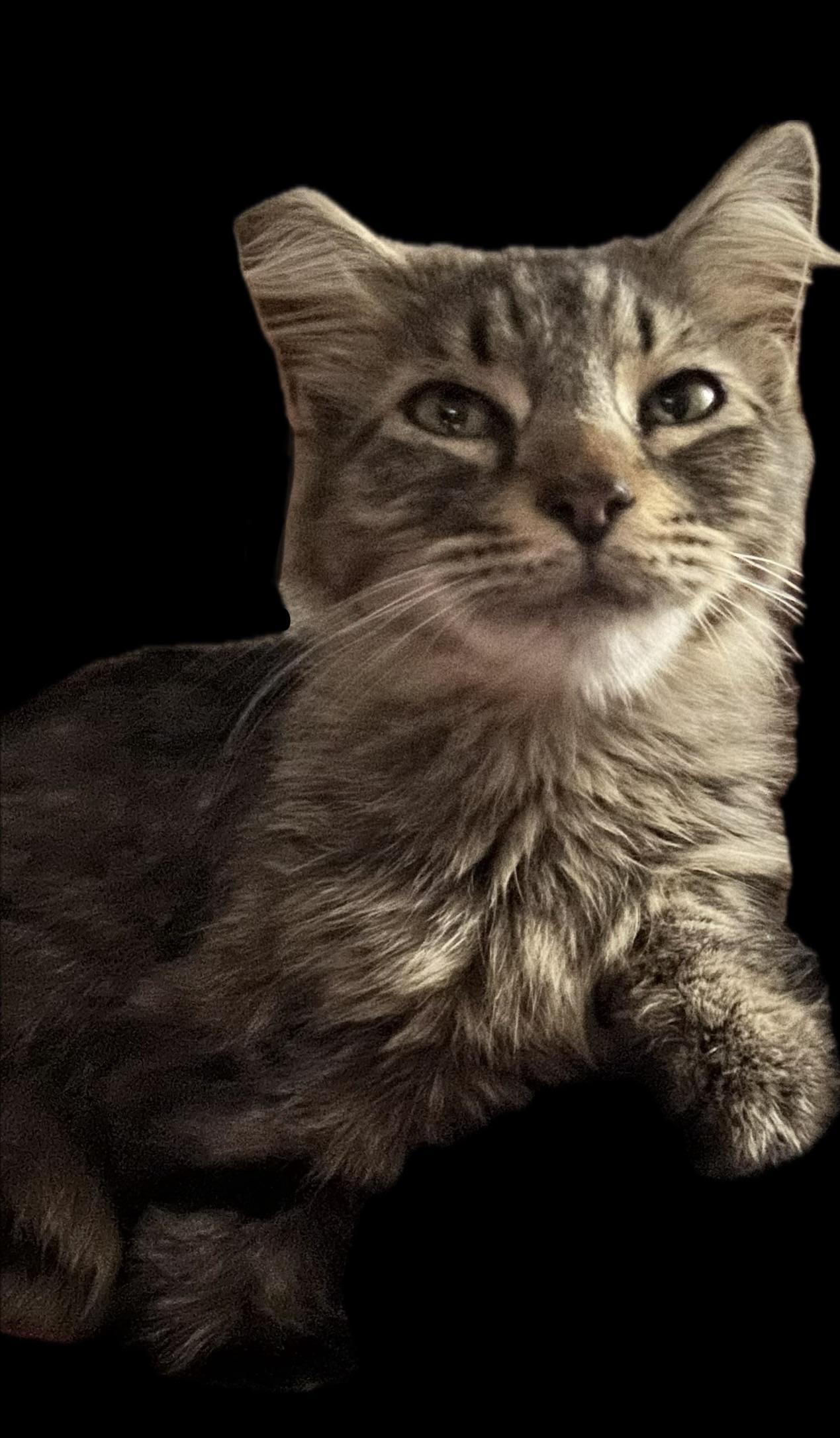 Enlarge Boba, an adopted Domestic Medium Hair in Orange, CA image 5/5