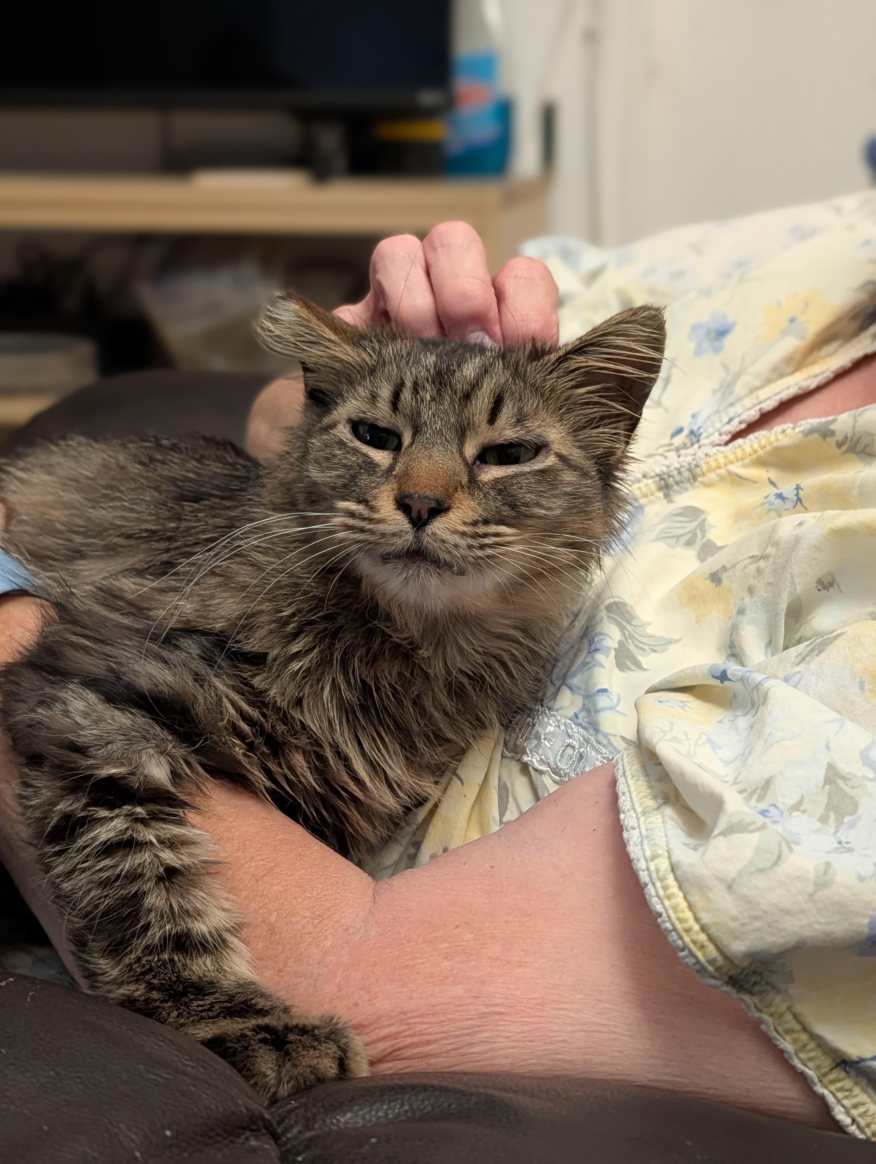 Enlarge Boba, an adopted Domestic Medium Hair in Orange, CA image 4/5