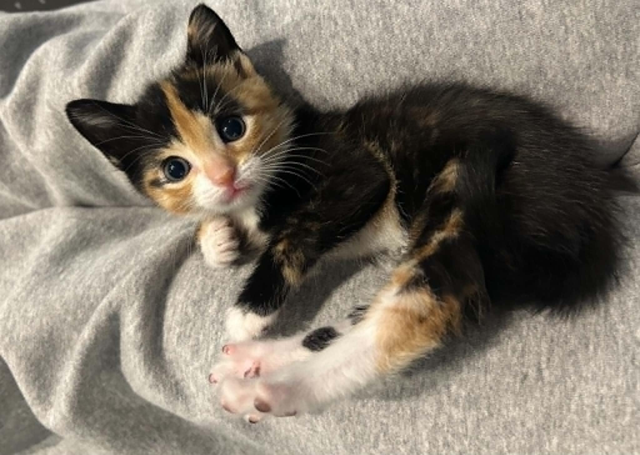Josie, ADOPTABLE, Kitten Female Domestic Short Hair.