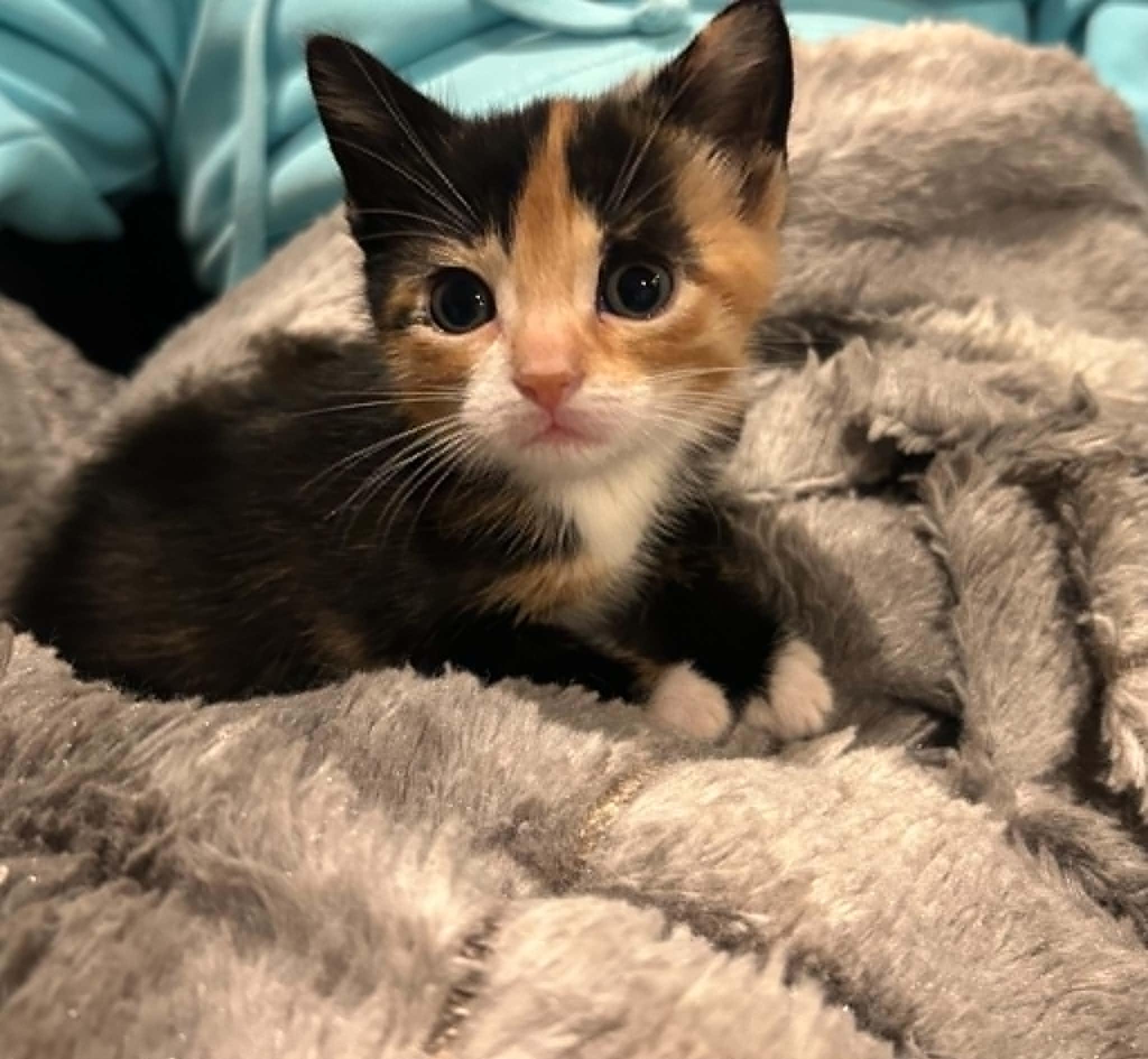 Josie, a ADOPTABLE Domestic Short Hair in Wading River, NY image 2/4