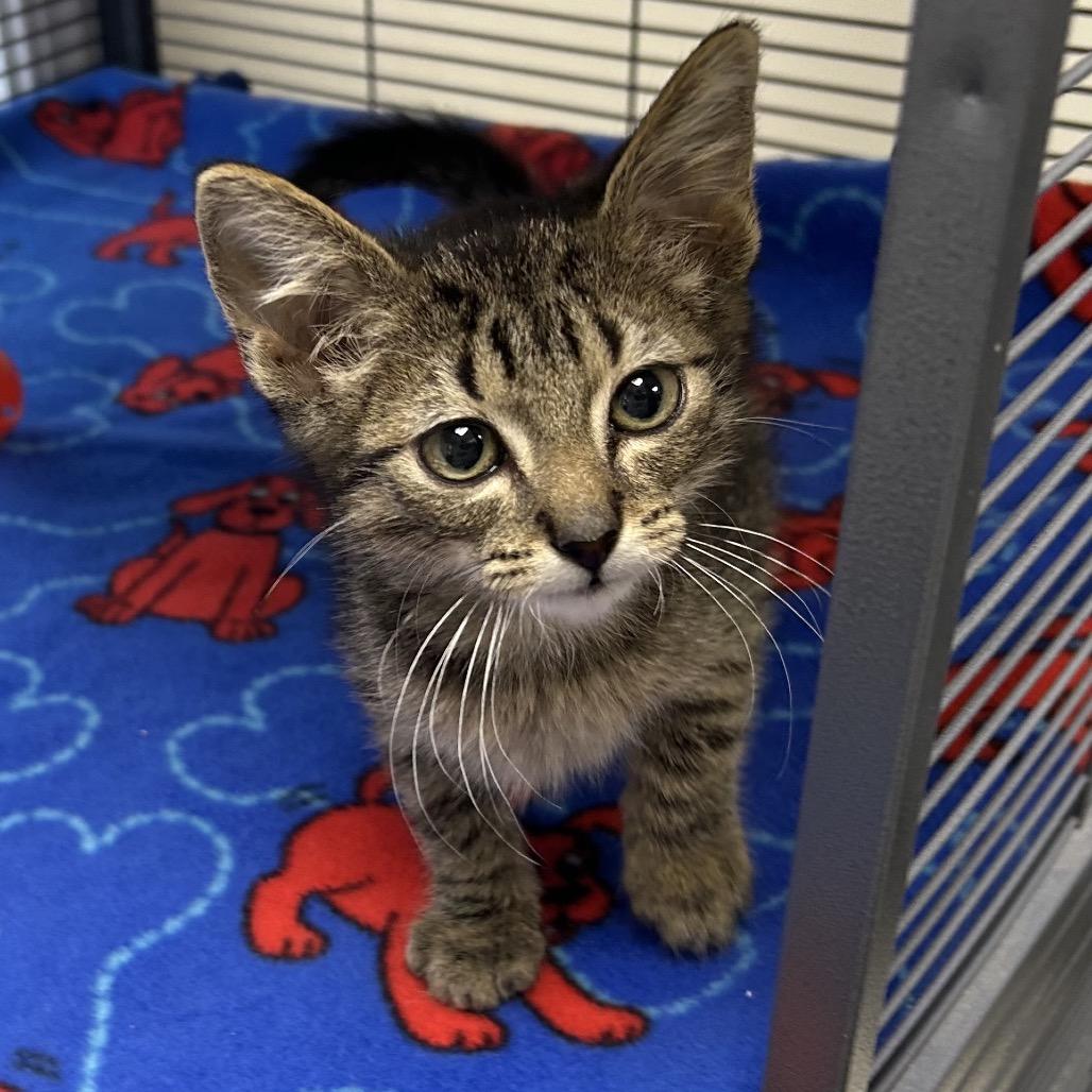 Enlarge Loki (EPI), a Adoptable Domestic Short Hair in Hannibal, MO image 1/2