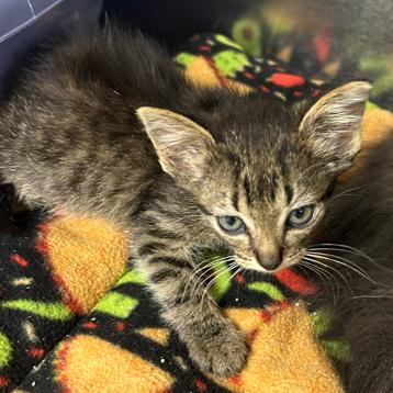 Enlarge Loki (EPI), a Adoptable Domestic Short Hair in Hannibal, MO image 2/2