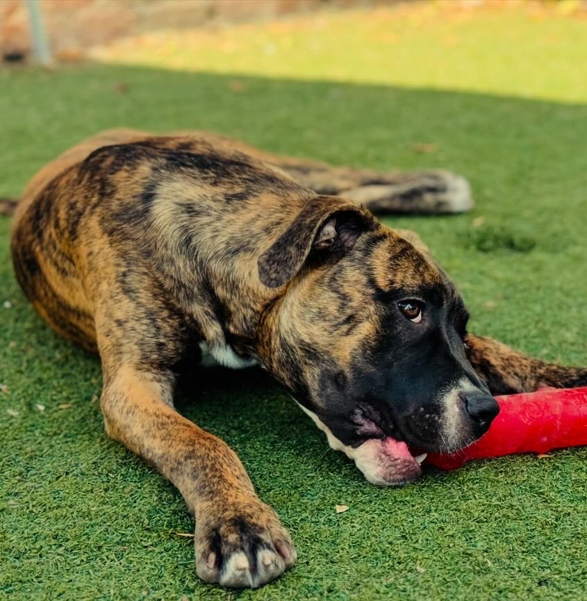 Enlarge Matilda, a Adoptable Boxer in Beverly Hills, CA image 4/4