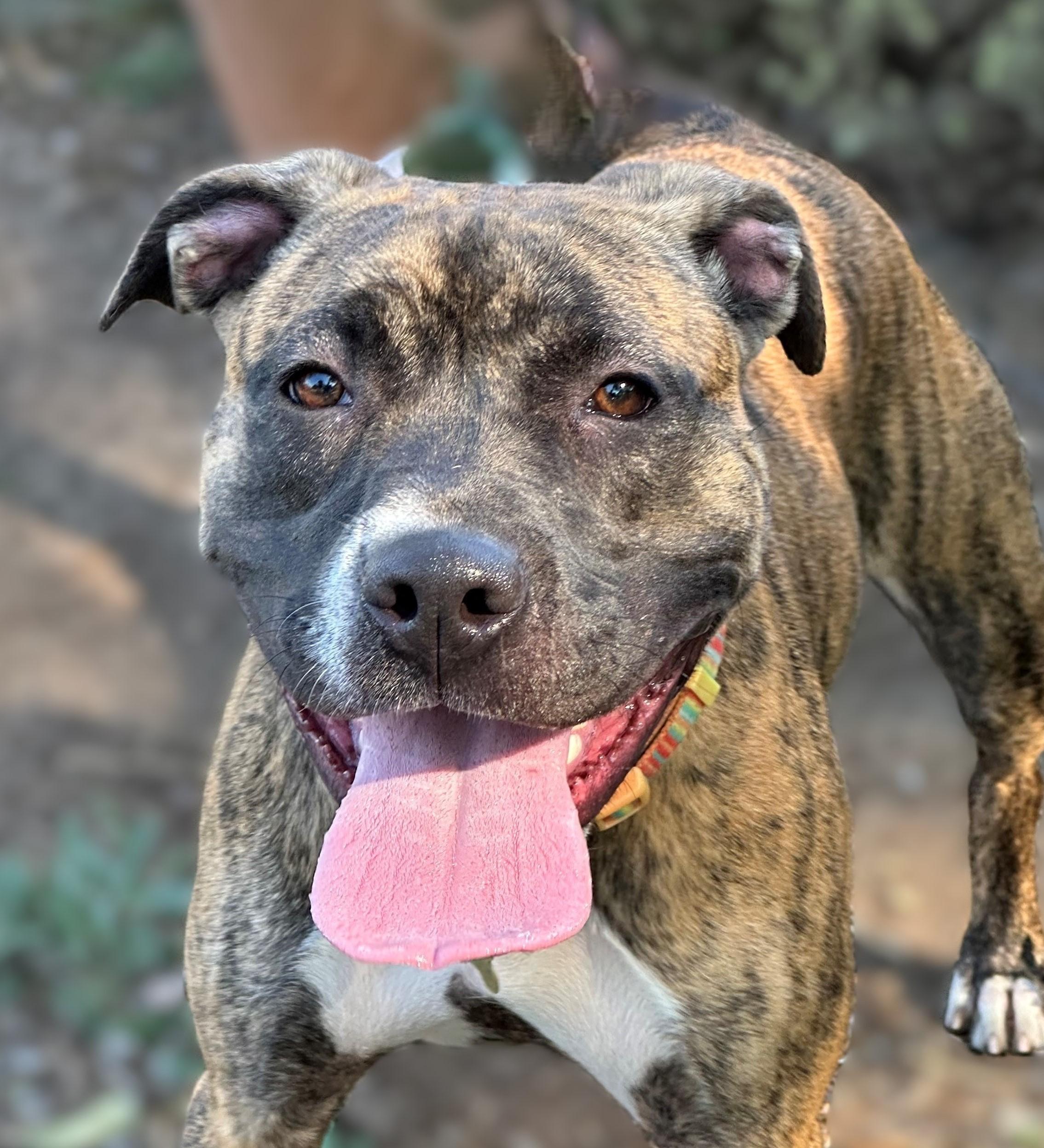 Enlarge Matilda, a Adoptable Boxer in Beverly Hills, CA image 1/4