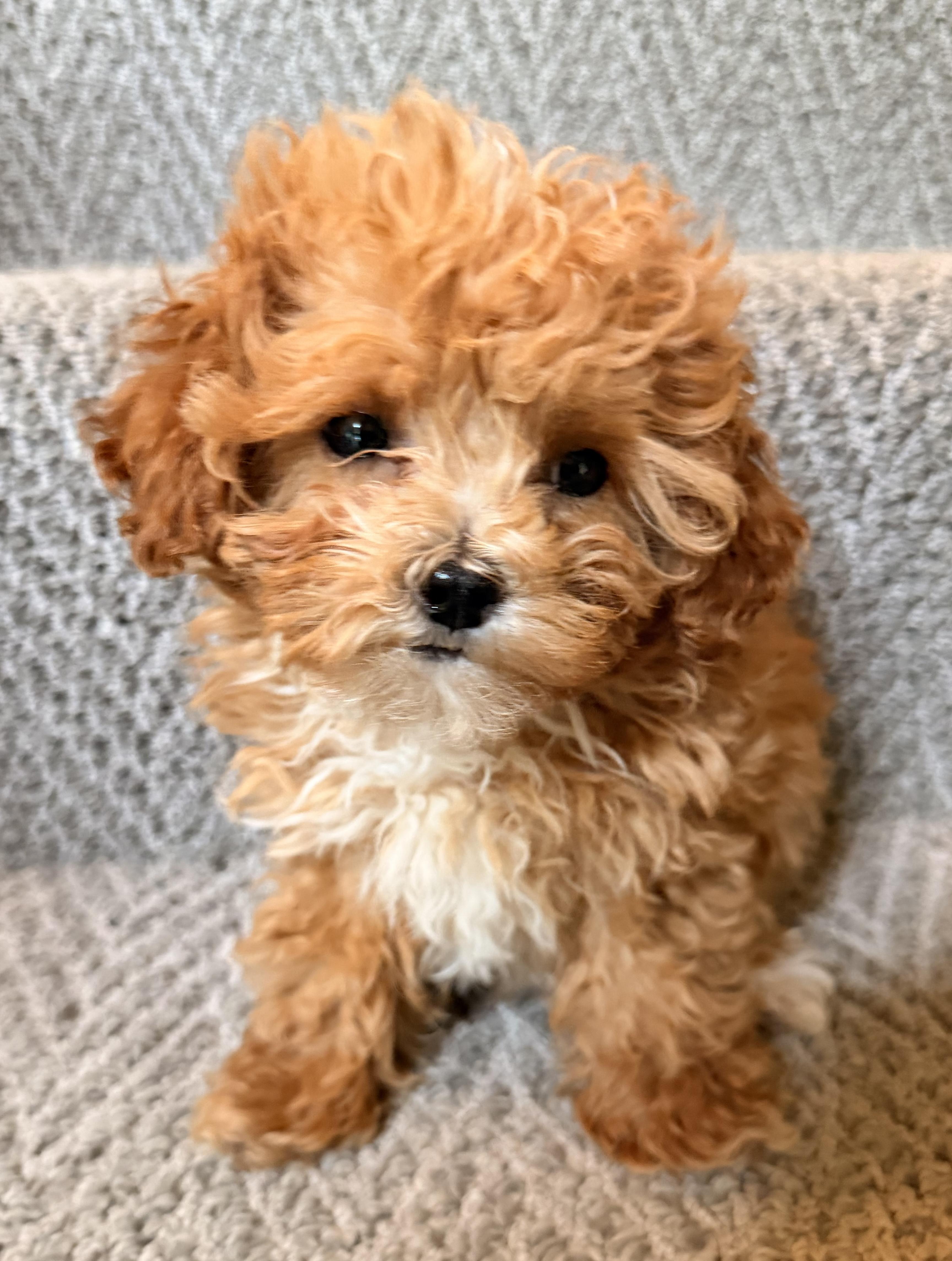 Ernie, adopted, Puppy Male Shih Tzu & Poodle.