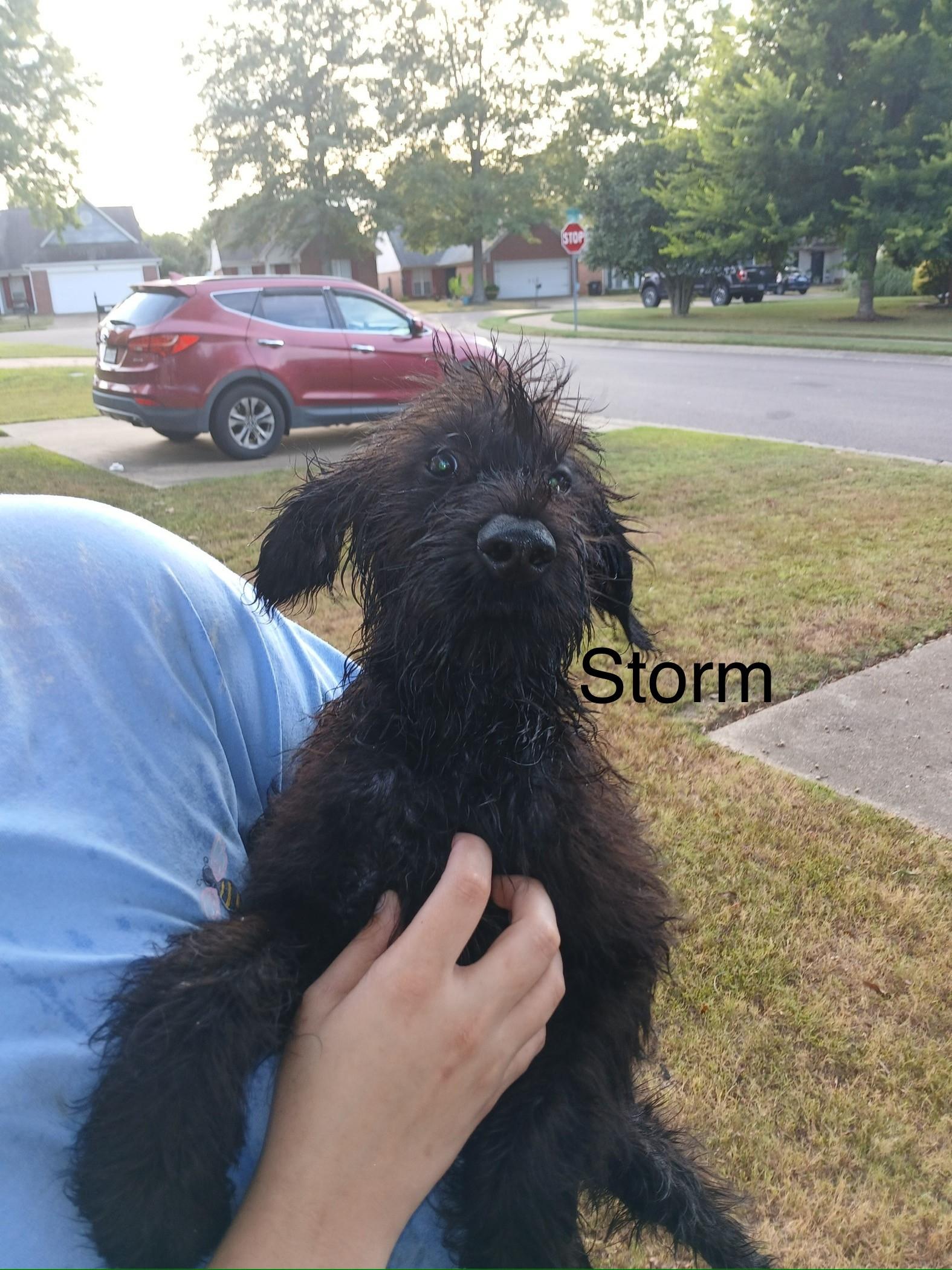 Storm (Lisa-fostered in TN)