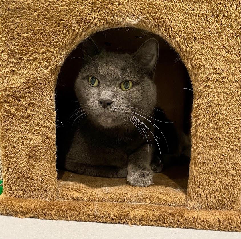 Enlarge Pumpkin, a Adoptable mixed breed in Lafayette, NJ image 2/3