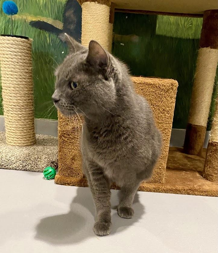 Enlarge Pumpkin, a Adoptable mixed breed in Lafayette, NJ image 3/3