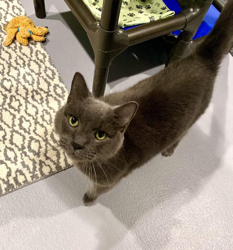 Pumpkin, Adoptable, Adult Male Domestic Short Hair & Chartreux.