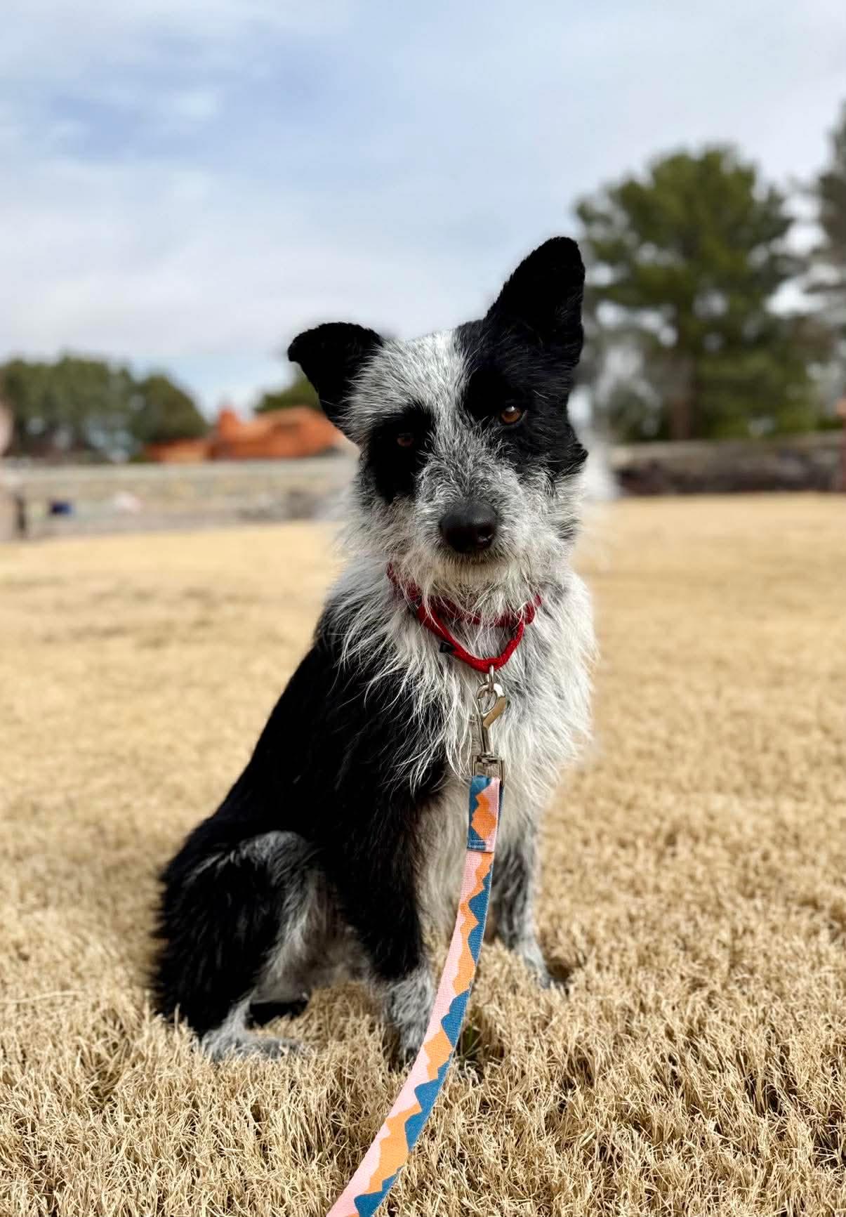 Marshall, a Adopted Terrier in Forest Hill, MD image 1/3