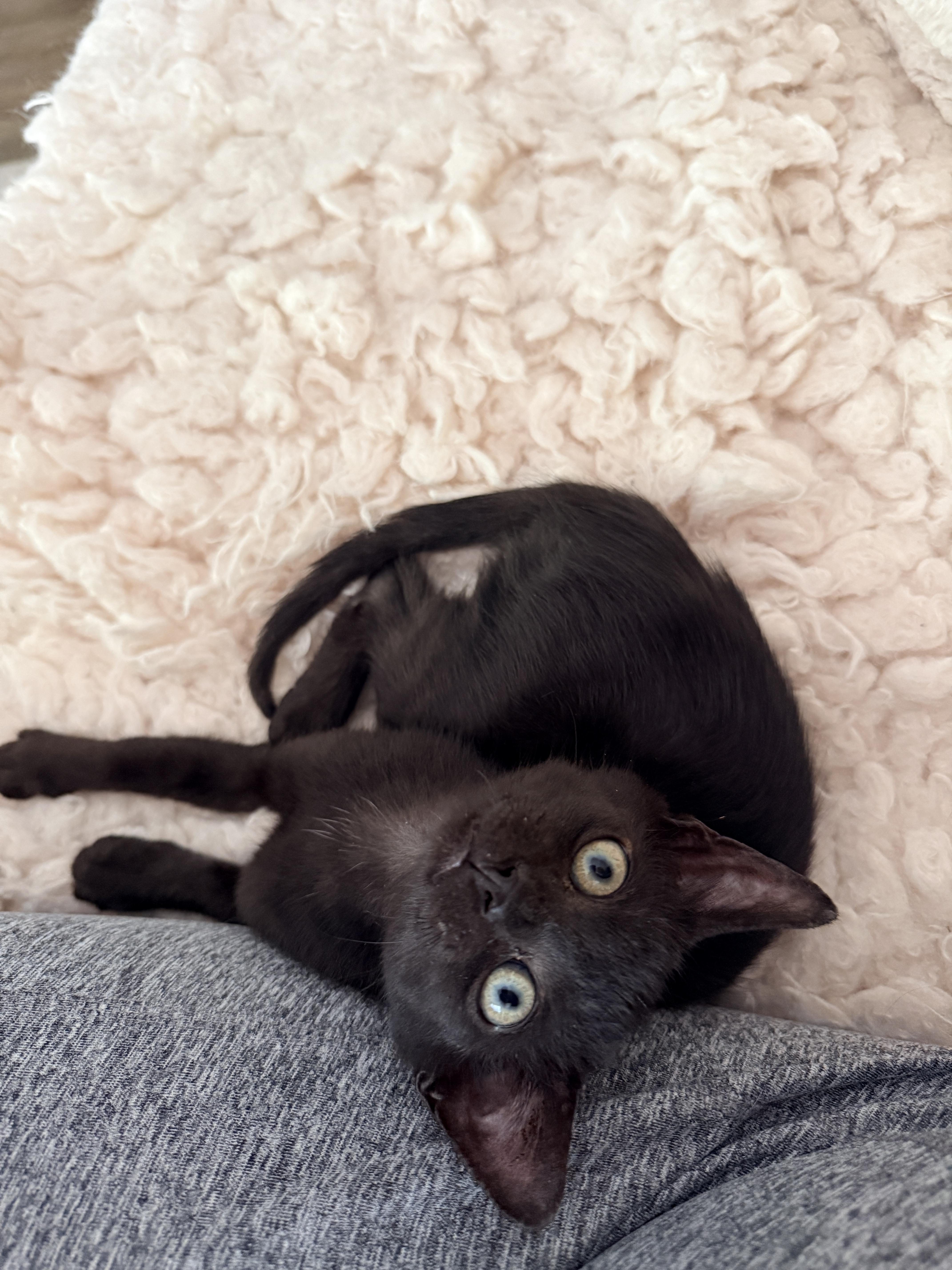 Enlarge Little Man Jerry, a Adopted American Shorthair in Charlotte, NC image 1/3
