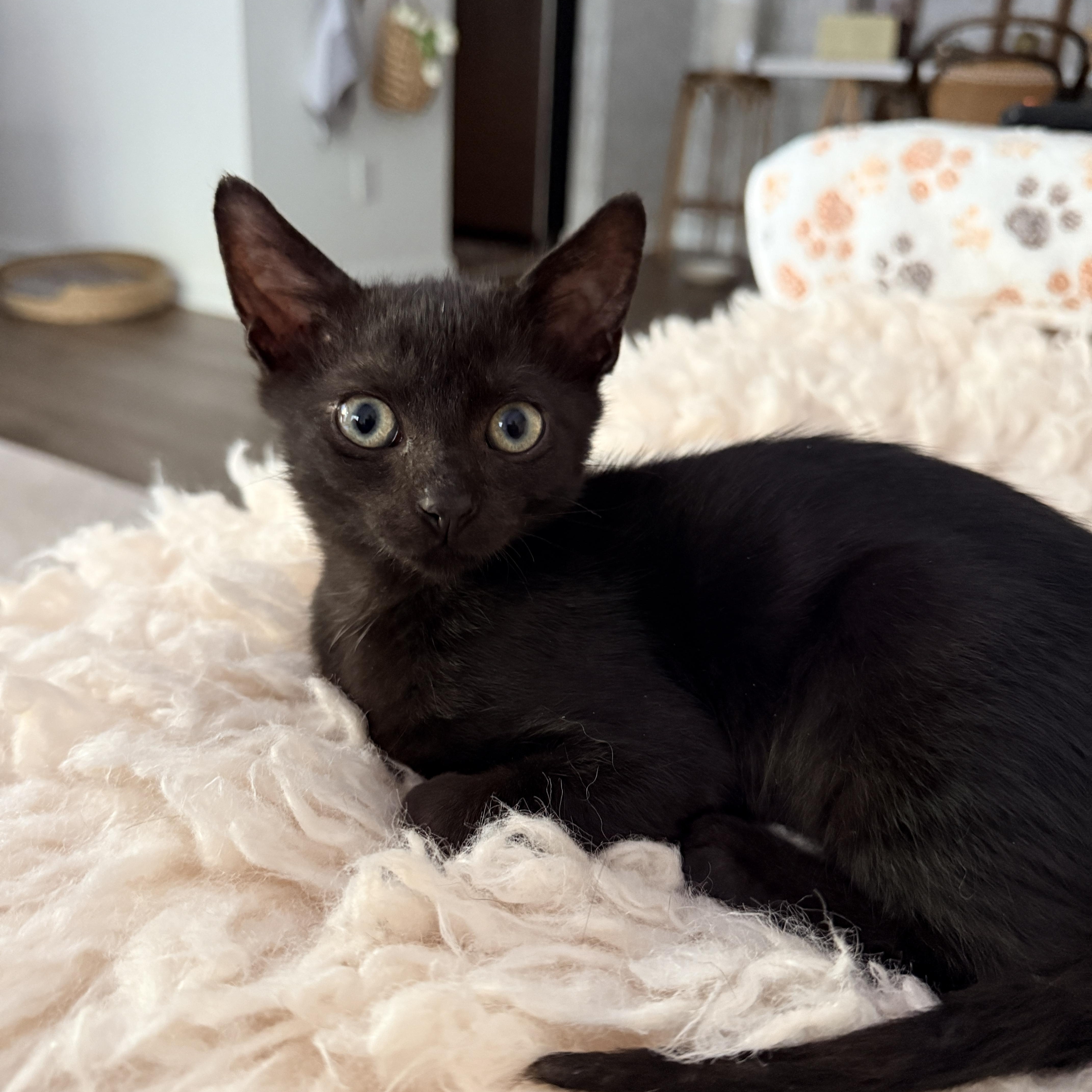 Enlarge Little Man Jerry, a Adopted American Shorthair in Charlotte, NC image 3/3