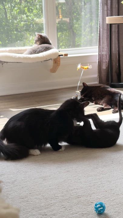 Enlarge Little Man Jerry, a Adopted American Shorthair in Charlotte, NC video 2/3