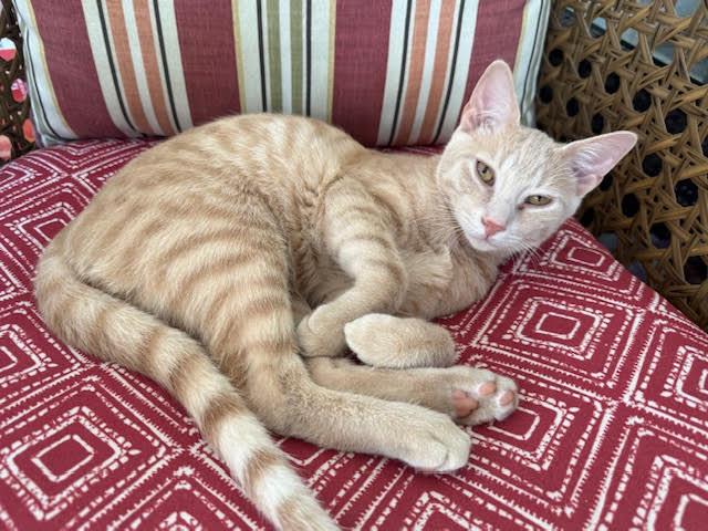 Flash, a Adoptable American Shorthair in Rochester, NY image 1/2