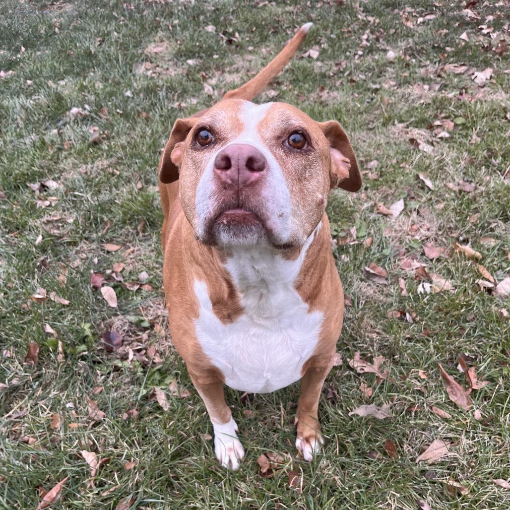 Mariah, ADOPTABLE, Senior Female American Staffordshire Terrier.