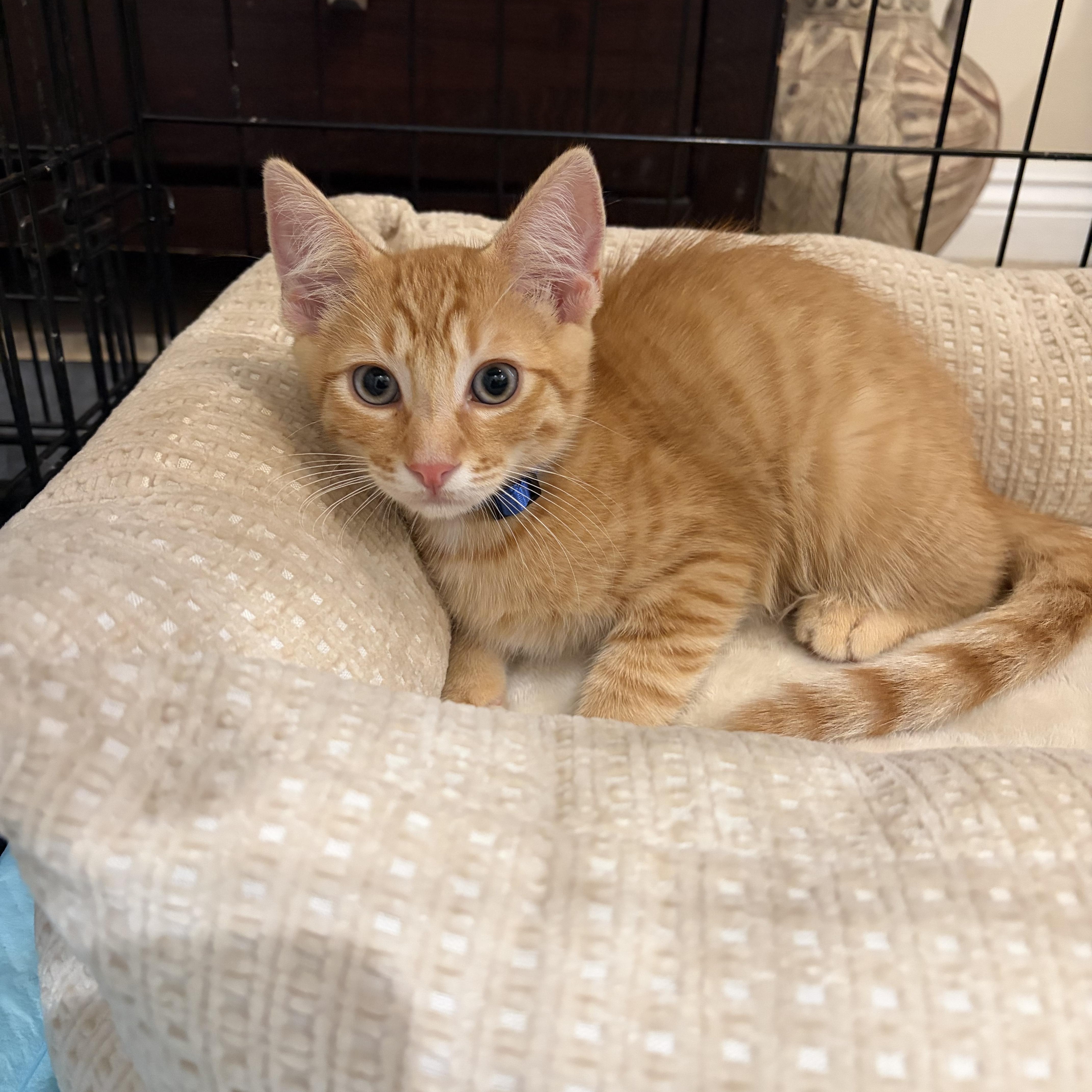 Cheddar, a ADOPTABLE Tabby in Poway, CA image 2/3