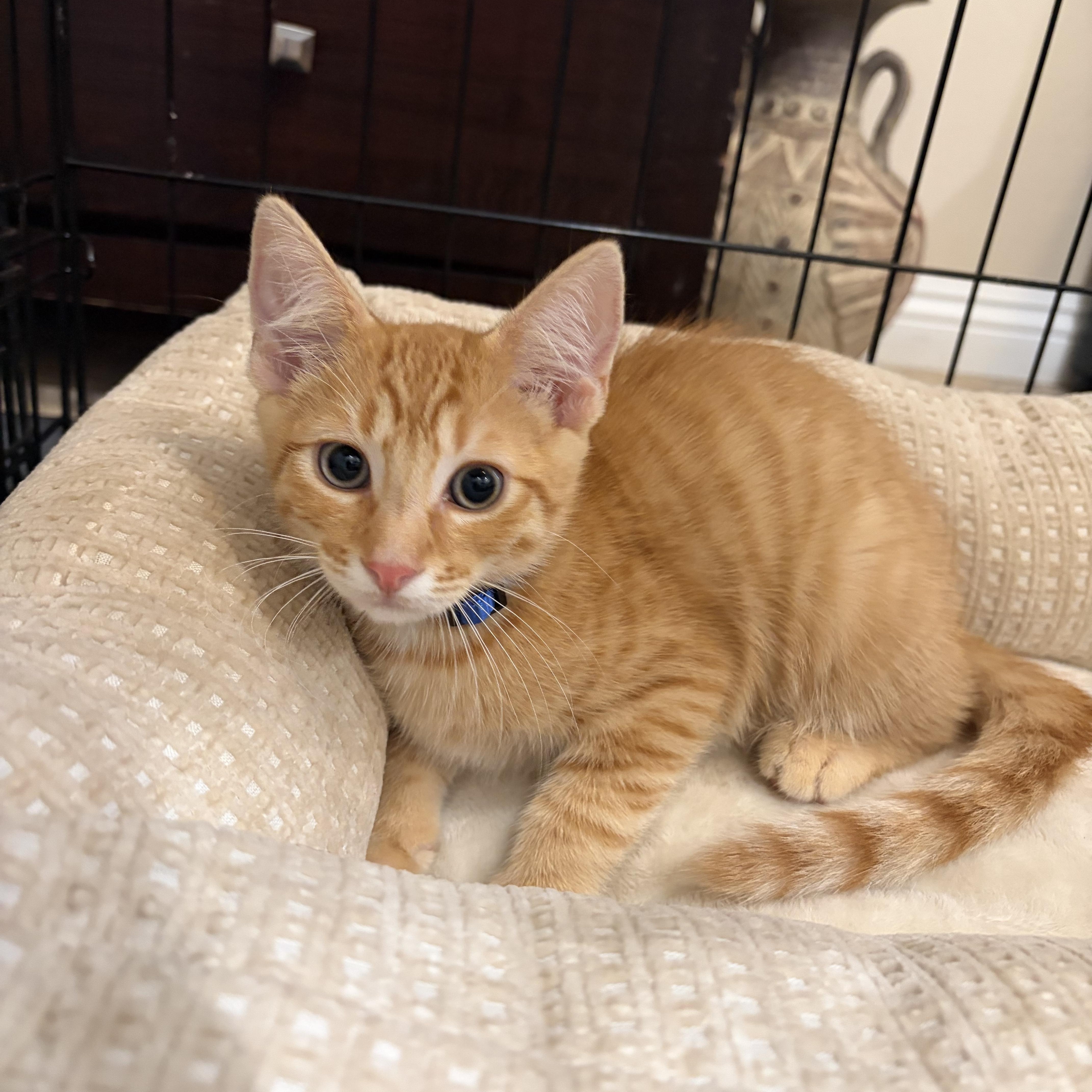 Cheddar, a ADOPTABLE Tabby in Poway, CA image 3/3