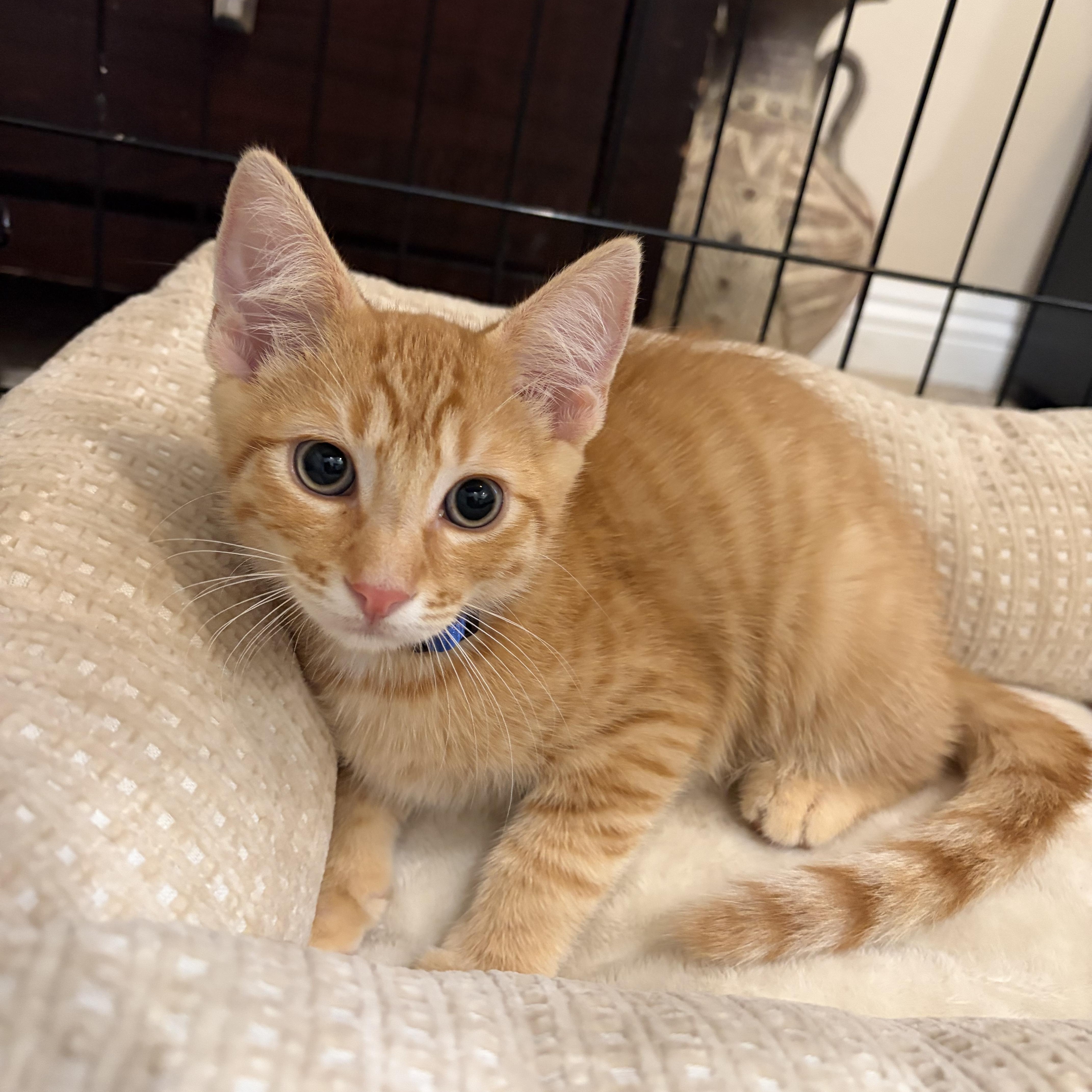 Cheddar, ADOPTABLE, Kitten Male Tabby.