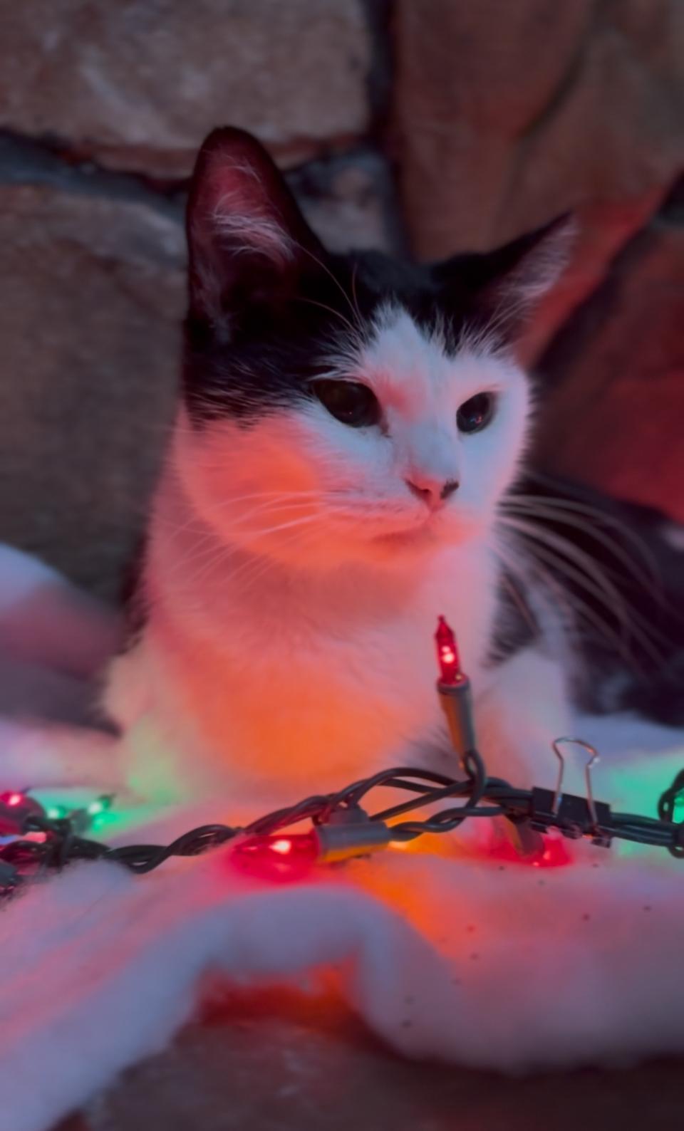 Biscuits, an adopted Domestic Short Hair in Crown Point, IN image 3/3