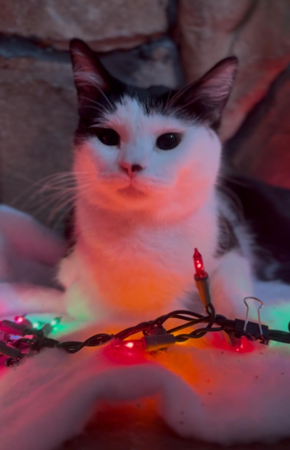 Biscuits, ADOPTABLE, Adult Female Domestic Short Hair.