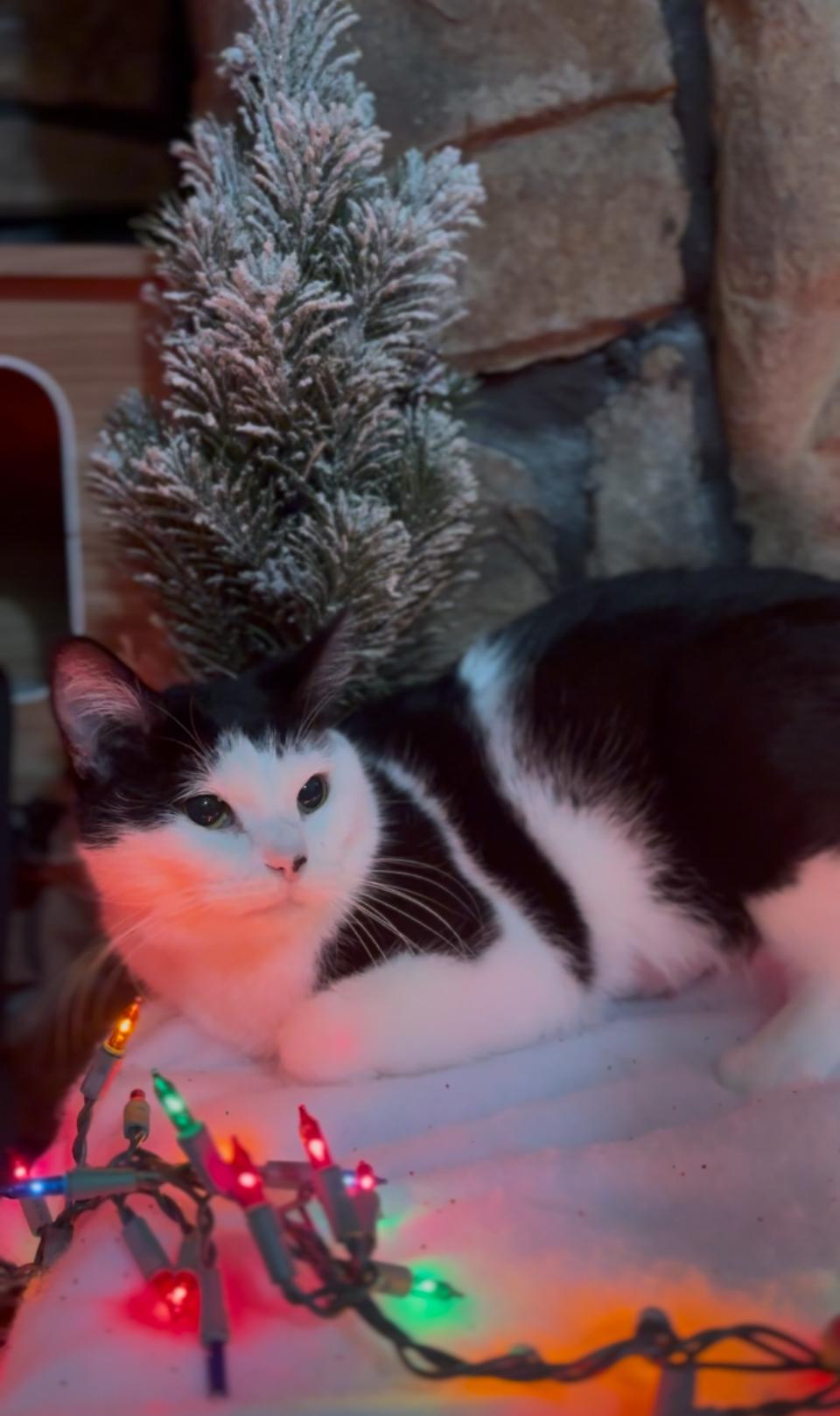 Biscuits, an adopted Domestic Short Hair in Crown Point, IN image 2/3