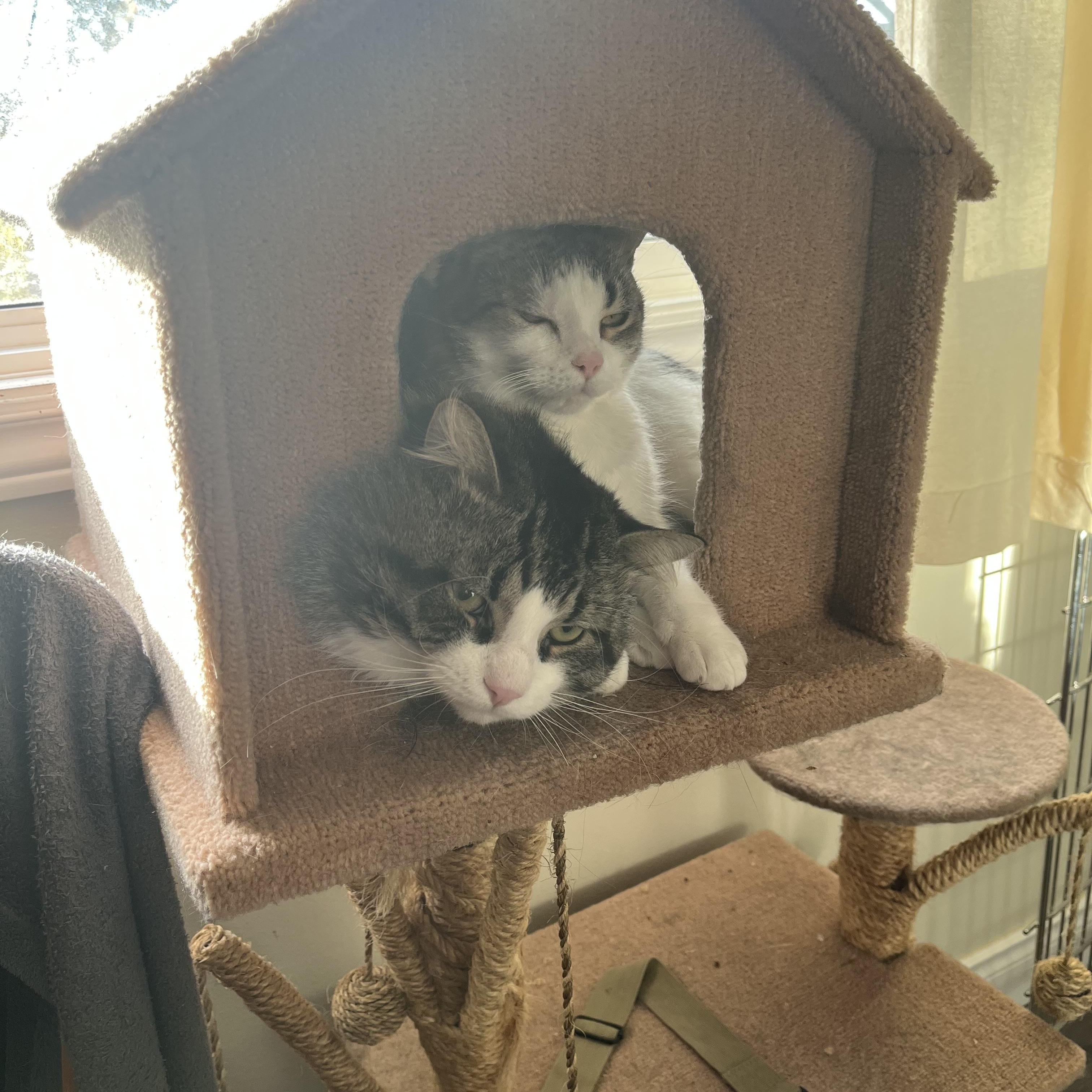 Teddy, Adoptable, Adult Male Domestic Medium Hair.