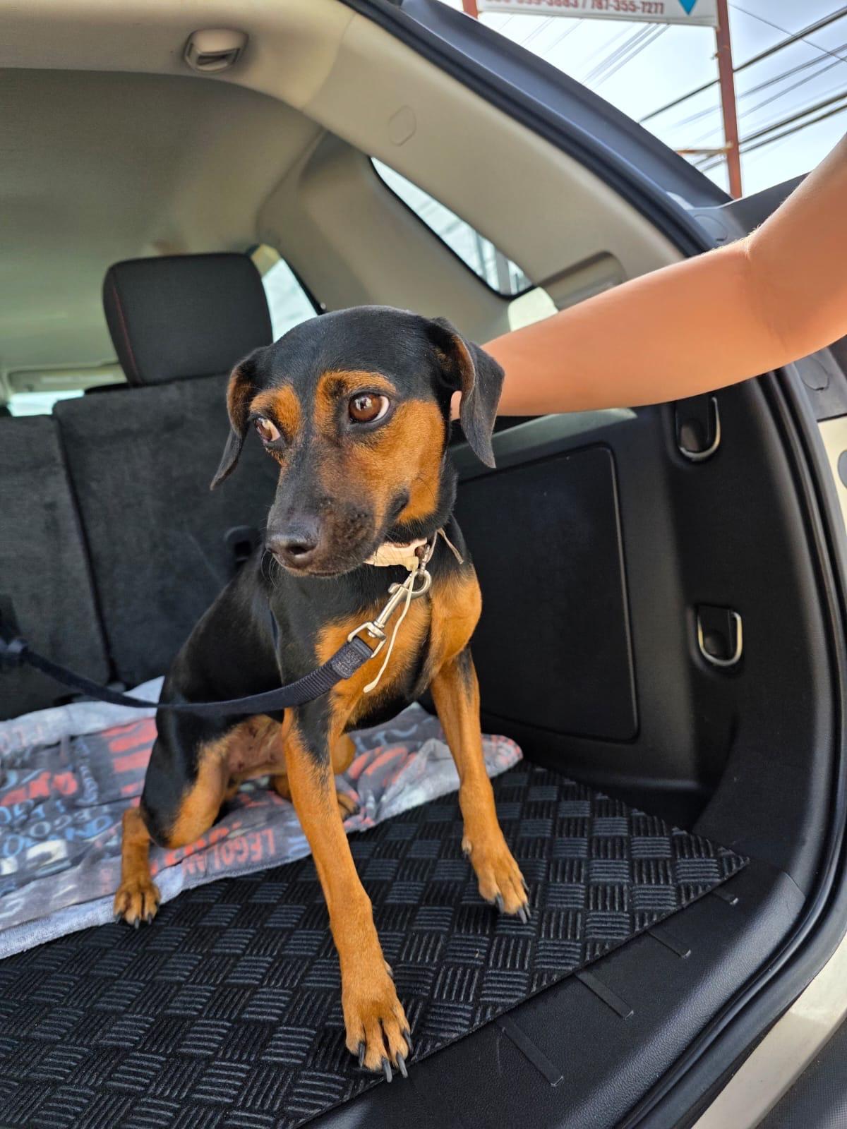 Walenda, Adoptable, Young Female Dachshund.