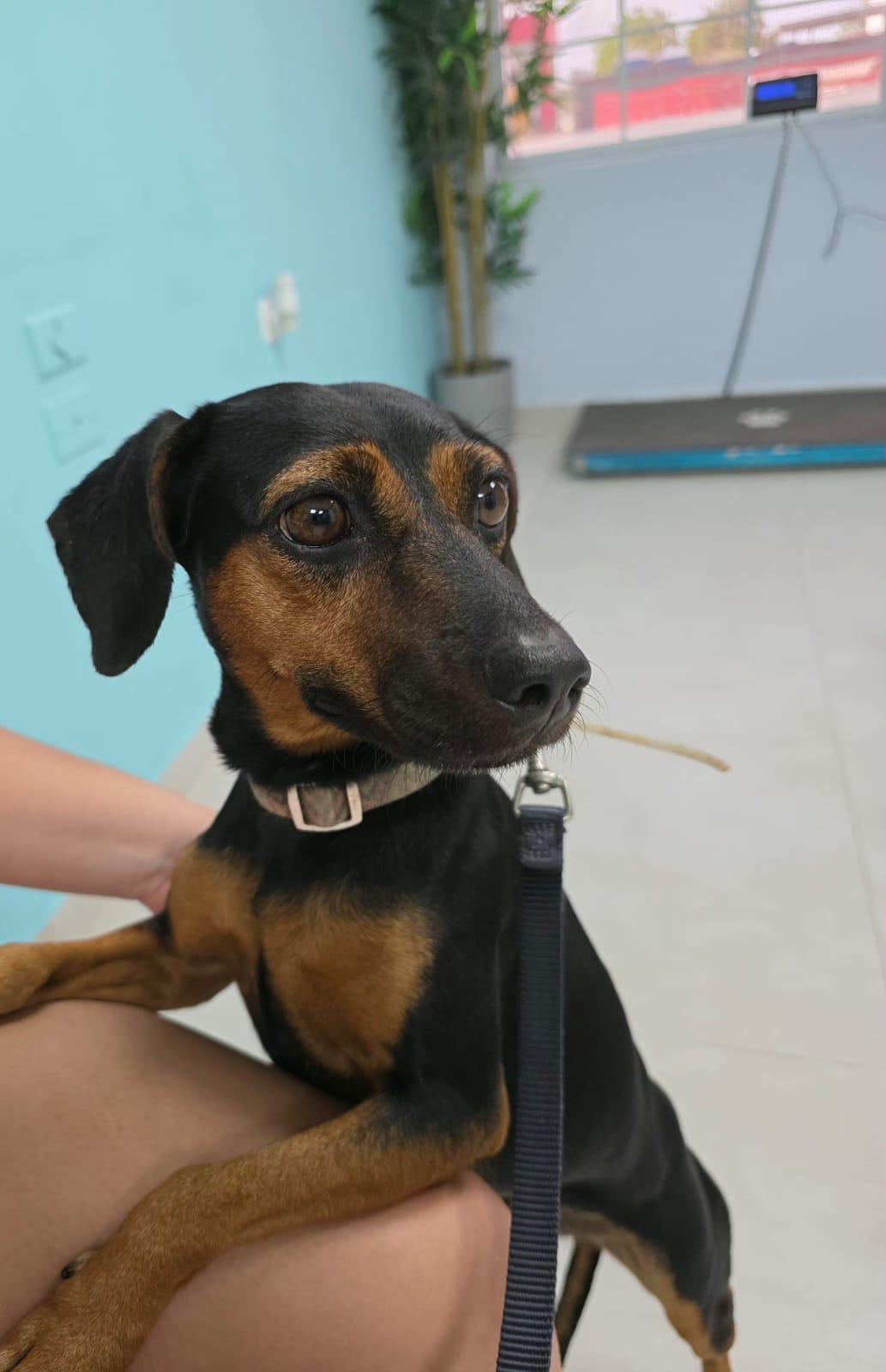Enlarge Walenda, a Adoptable mixed breed in Staten Island , NY image 3/6