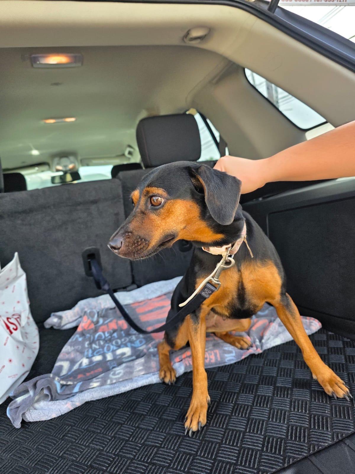 Enlarge Walenda, a Adoptable mixed breed in Staten Island , NY image 5/6
