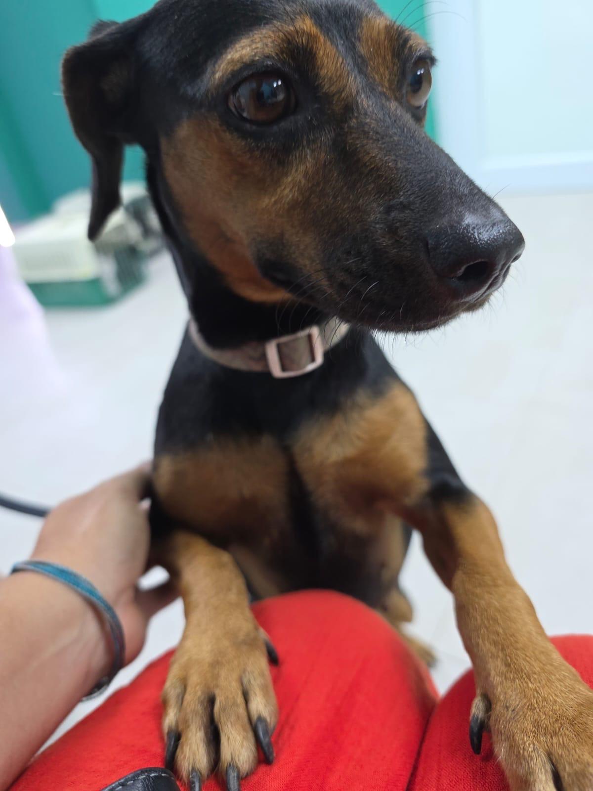 Enlarge Walenda, a Adoptable mixed breed in Staten Island , NY image 6/6