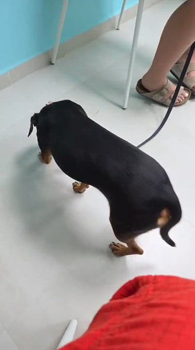 Enlarge Walenda, a Adoptable mixed breed in Staten Island , NY video 2/6