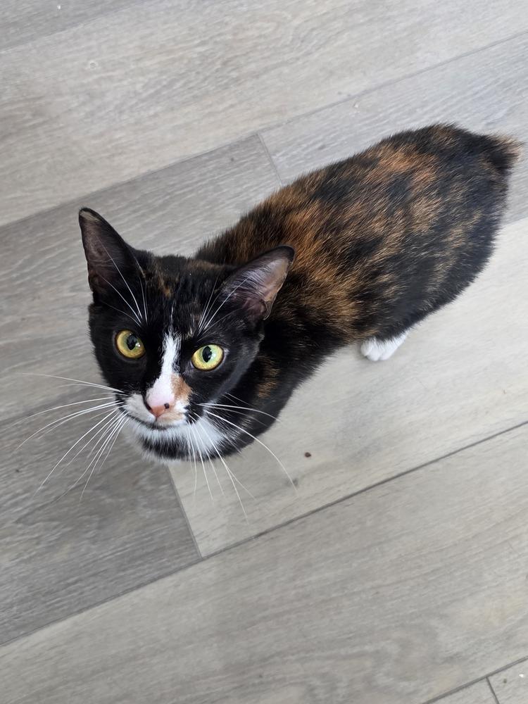 Enlarge Cotton, a Adoptable Calico in Lewisburg, TN image 1/3
