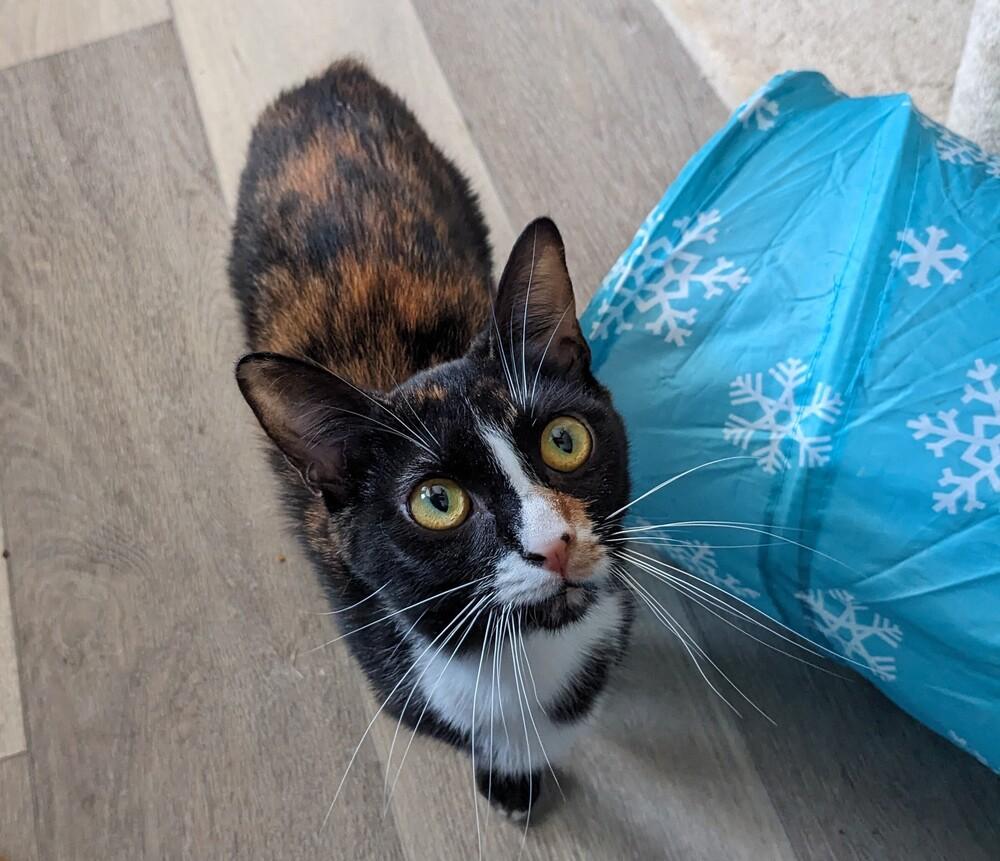 Enlarge Cotton, a Adoptable Calico in Lewisburg, TN image 3/3