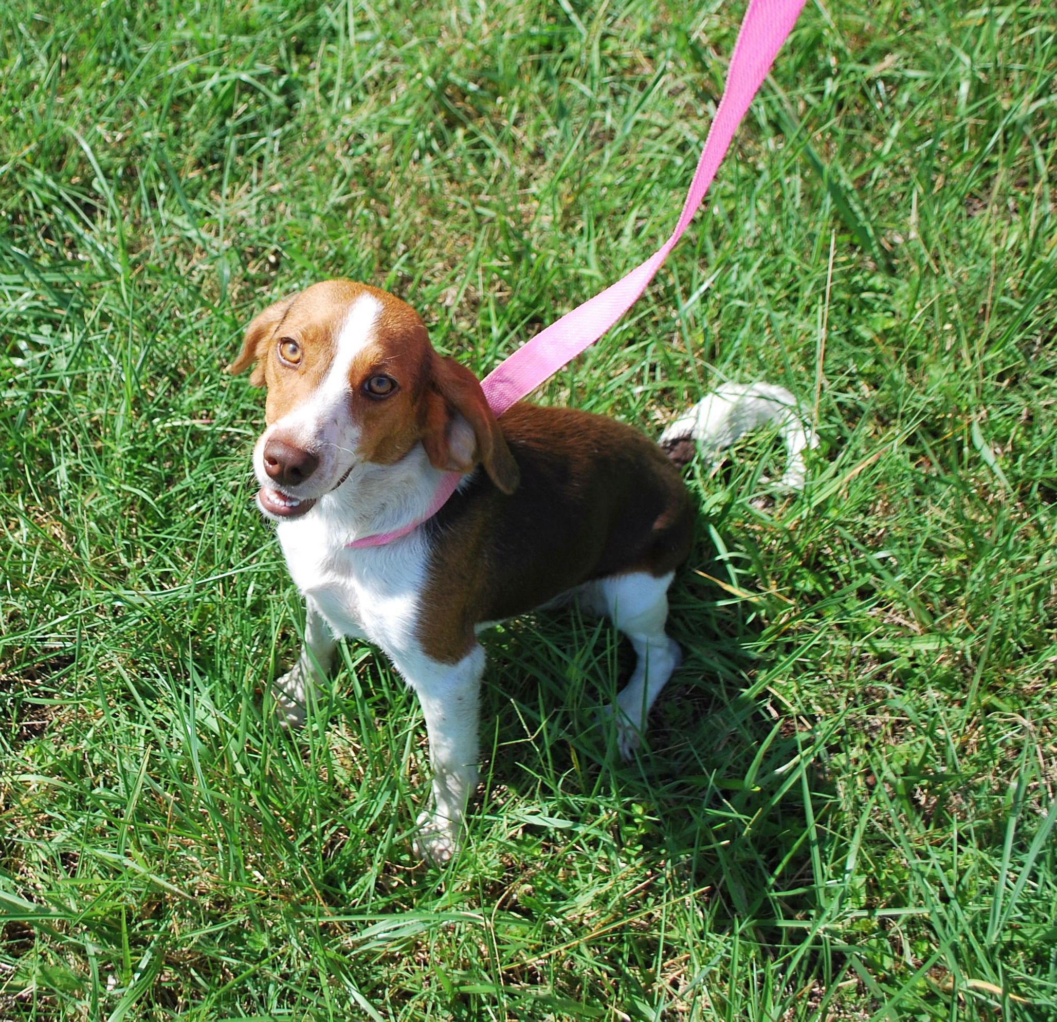 Tori, a Adopted mixed breed in manchester, TN image 2/4