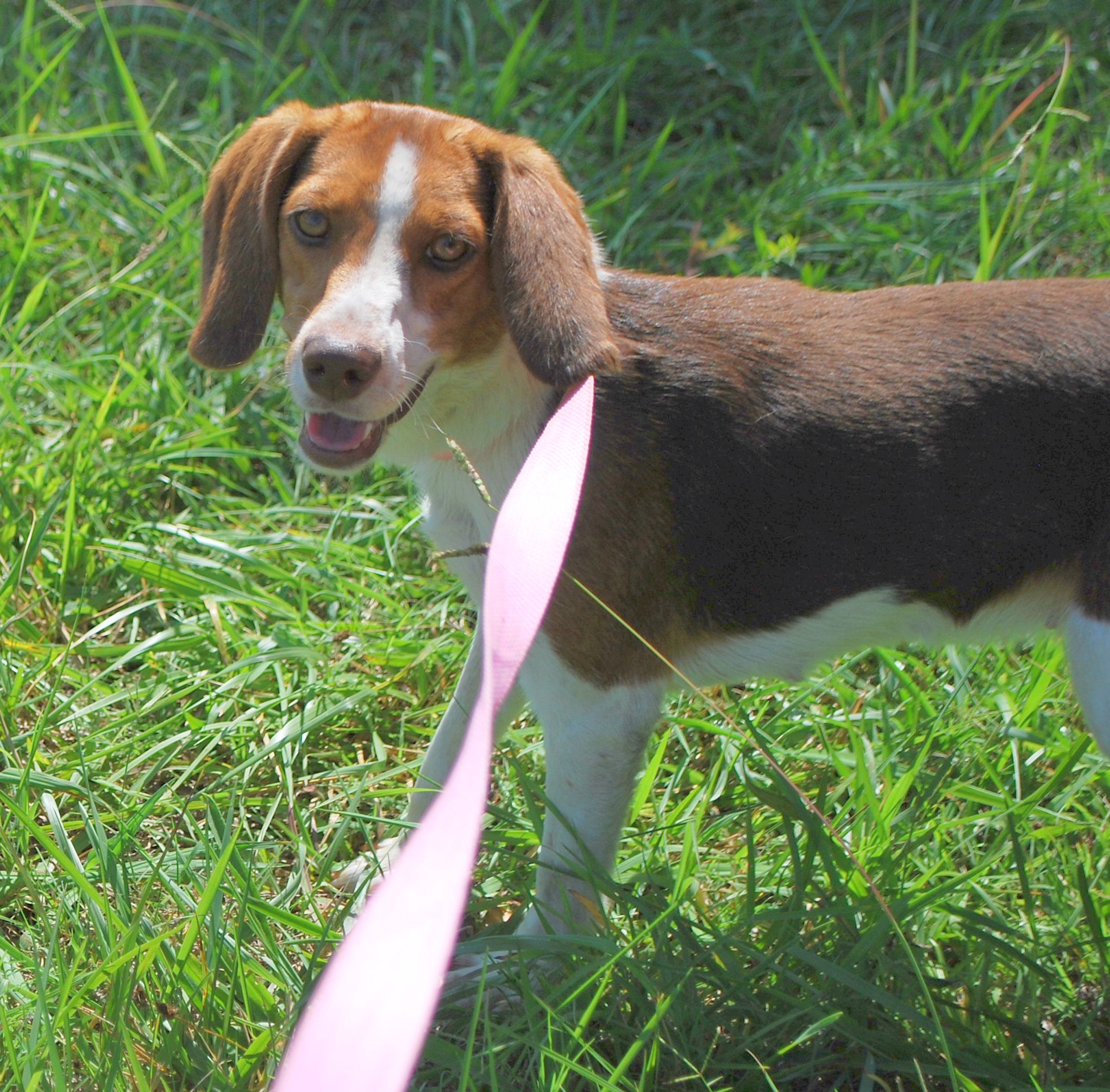 Tori, Adopted, Adult Female Beagle.