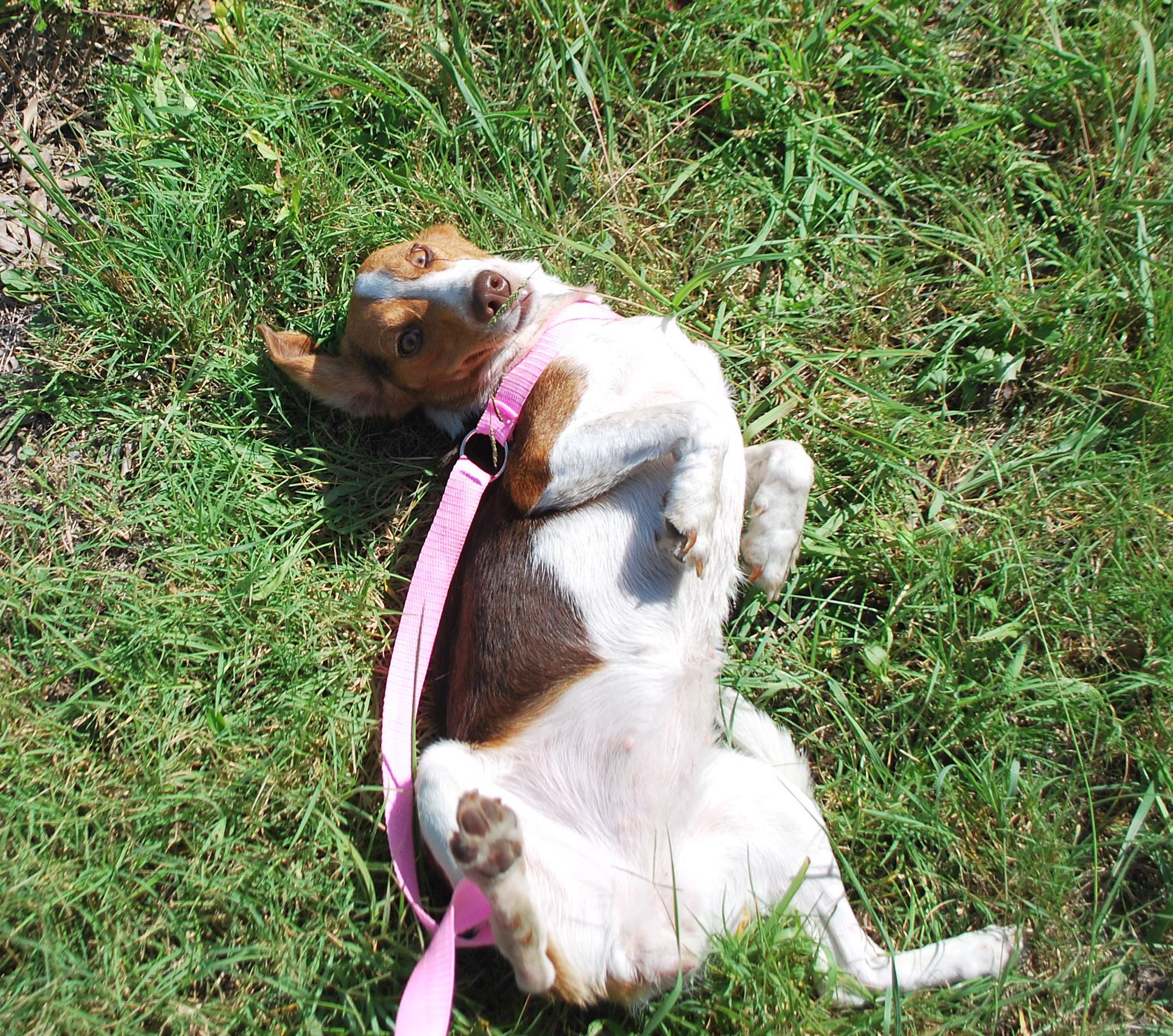 Tori, a Adopted mixed breed in manchester, TN image 3/4