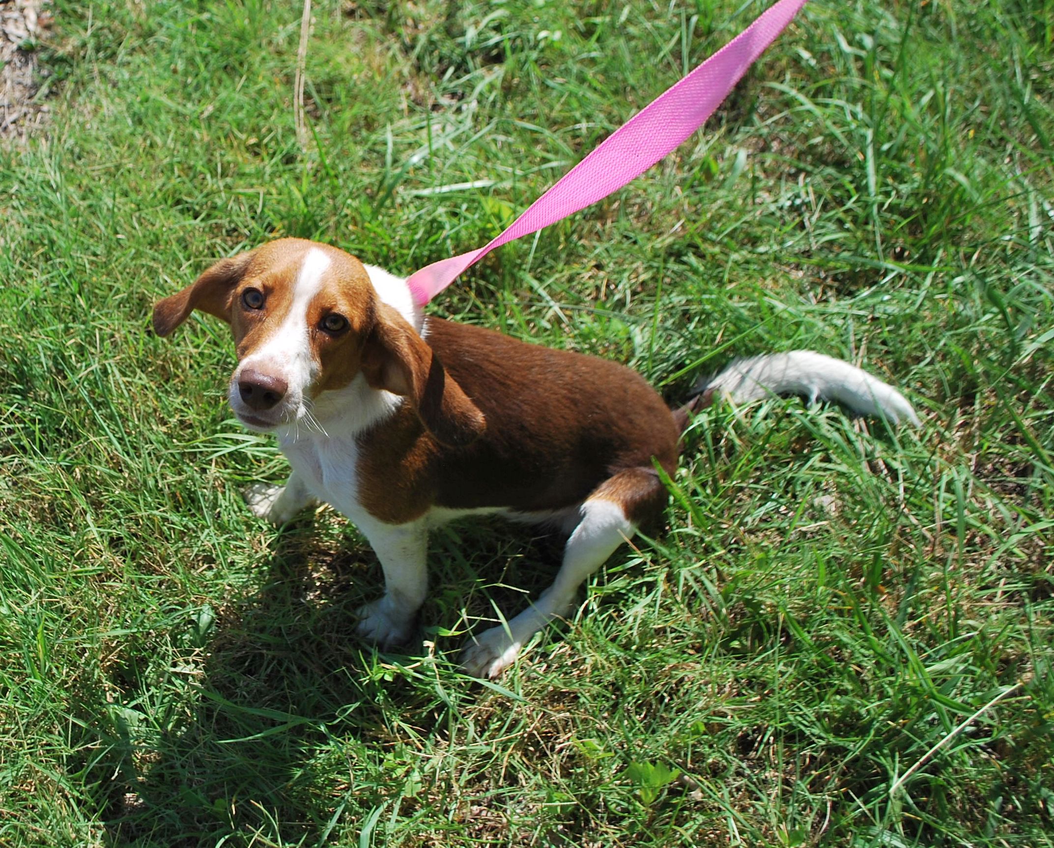 Tori, a Adopted mixed breed in manchester, TN image 4/4
