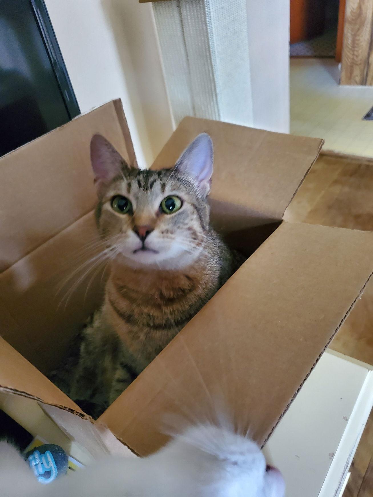 Tilly, Adoptable, Young Female American Shorthair.