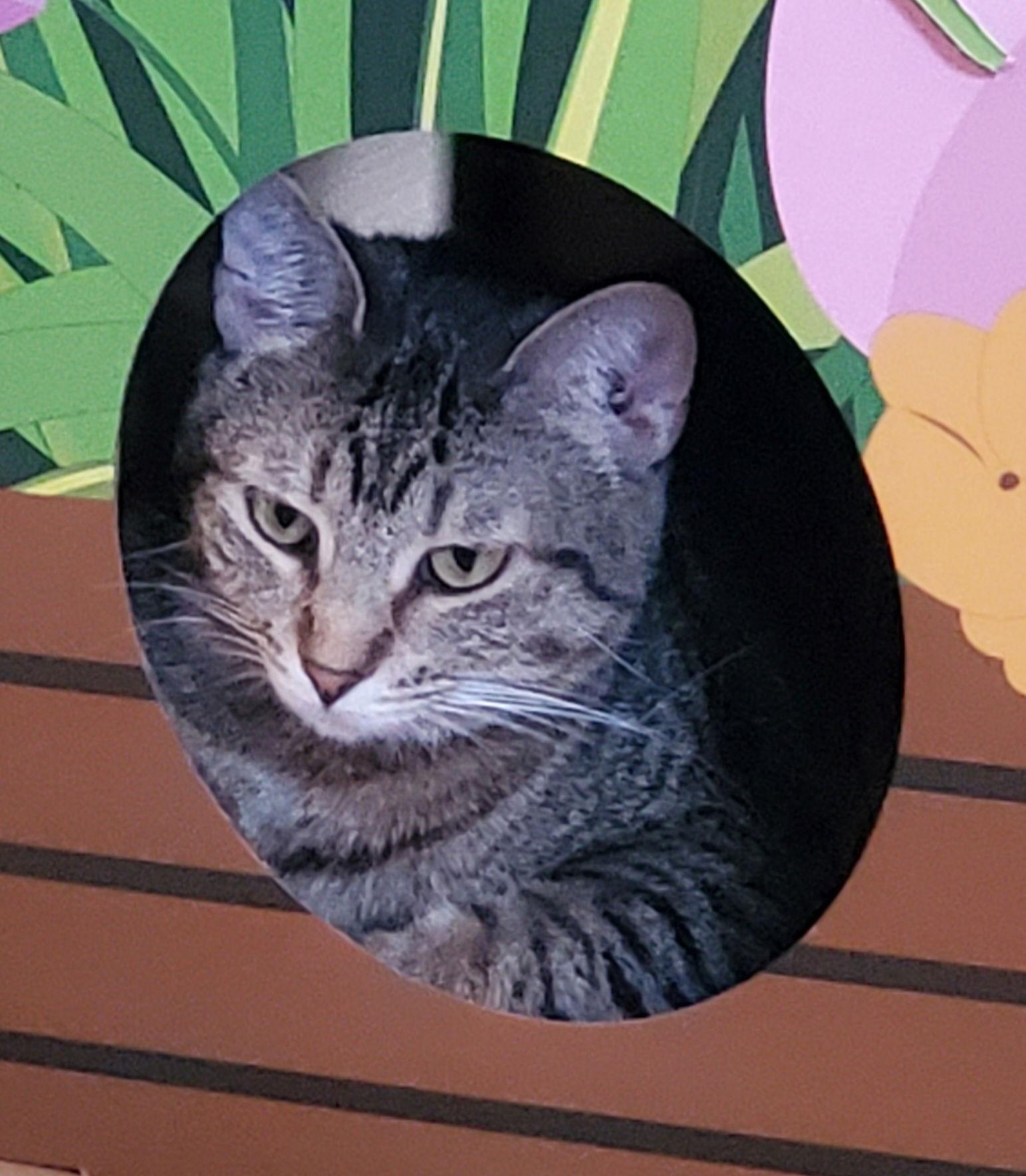 Tilly, a Adoptable American Shorthair in O'Fallon, MO image 2/2