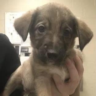 Avocado, a Adoptable mixed breed in Tomah, WI image 1/4