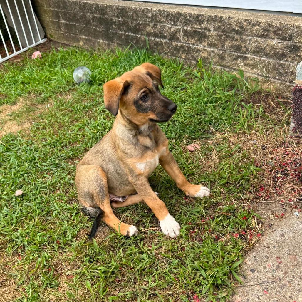 Avocado, a Adoptable mixed breed in Tomah, WI image 2/4