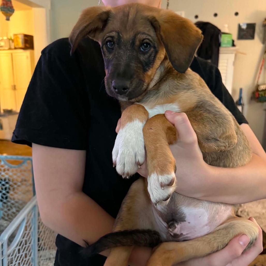 Avocado, a Adoptable mixed breed in Tomah, WI image 3/4