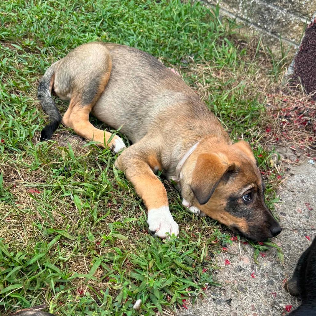 Avocado, a Adoptable mixed breed in Tomah, WI image 4/4