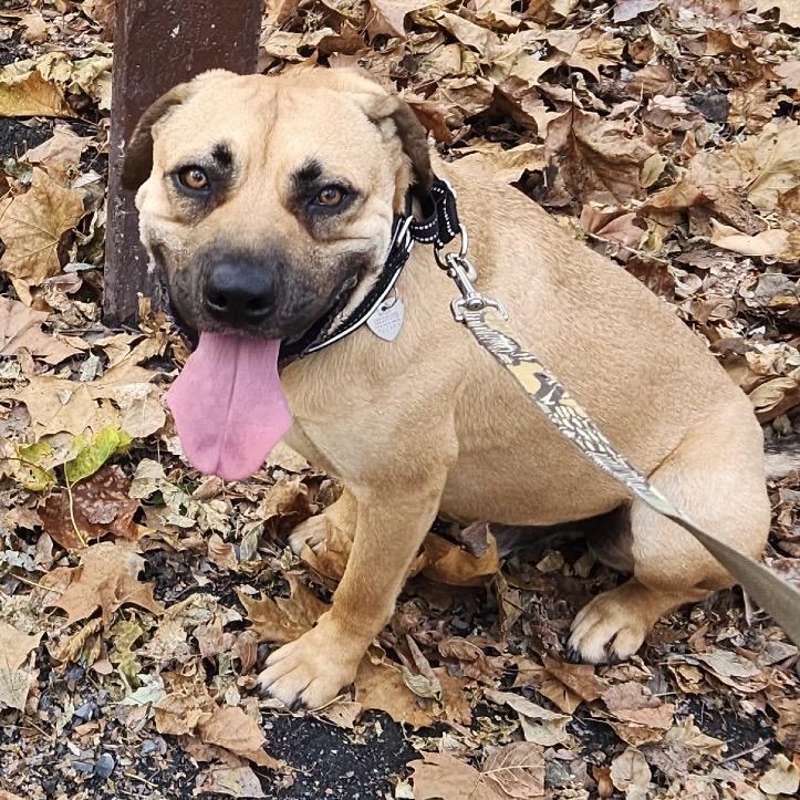 Jack, Adoptable, Adult Male German Shepherd Dog & Boxer.