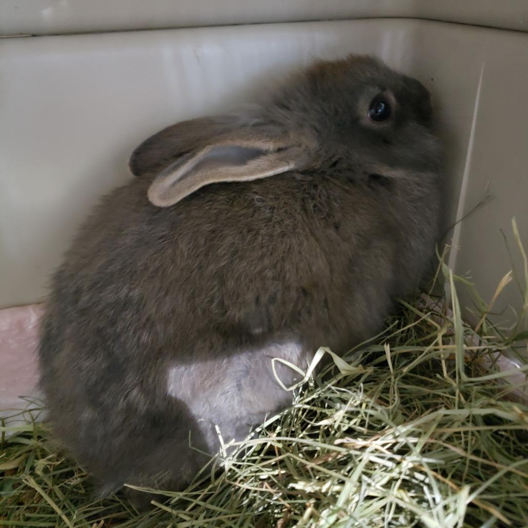 Bramble, Adoptable, Young Male American.